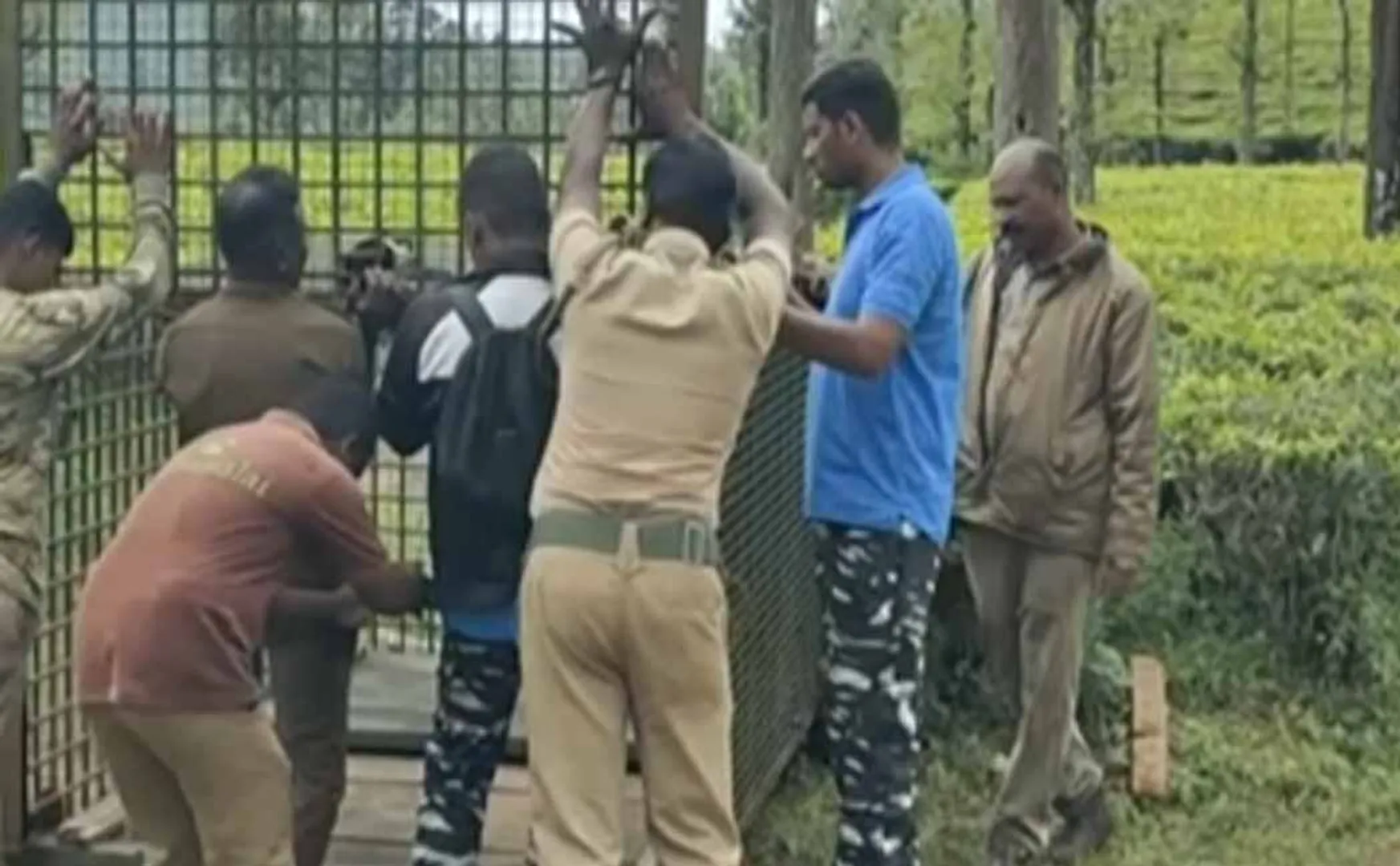 The leopard that threatened the public was caught