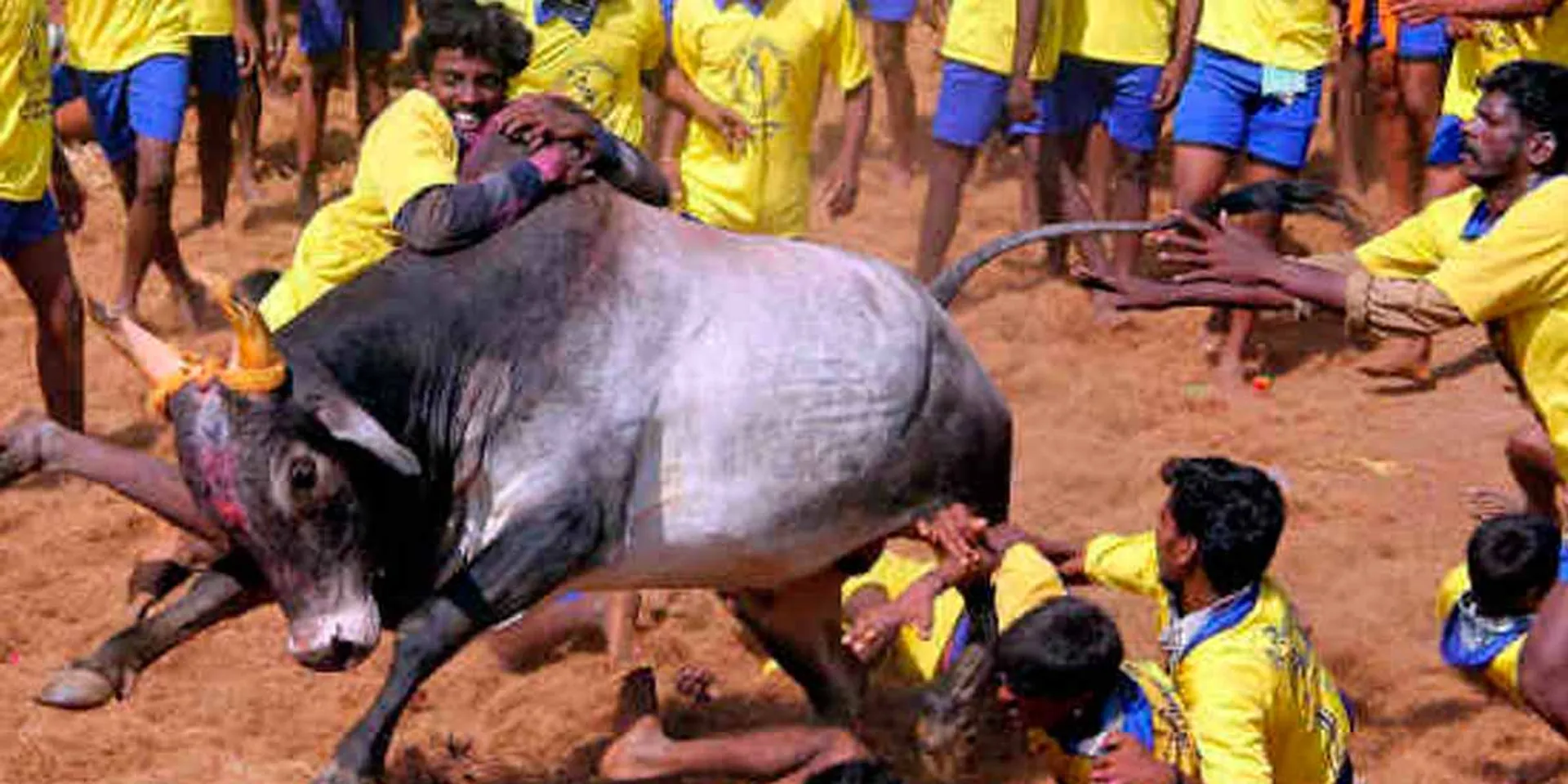  Booking Date for Jallikattu Competition; Notification of District Collector