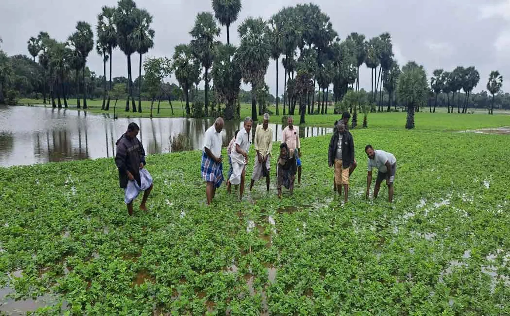 Farmers  agony Over 1000 acres of Manila crop damage due to heavy rains   