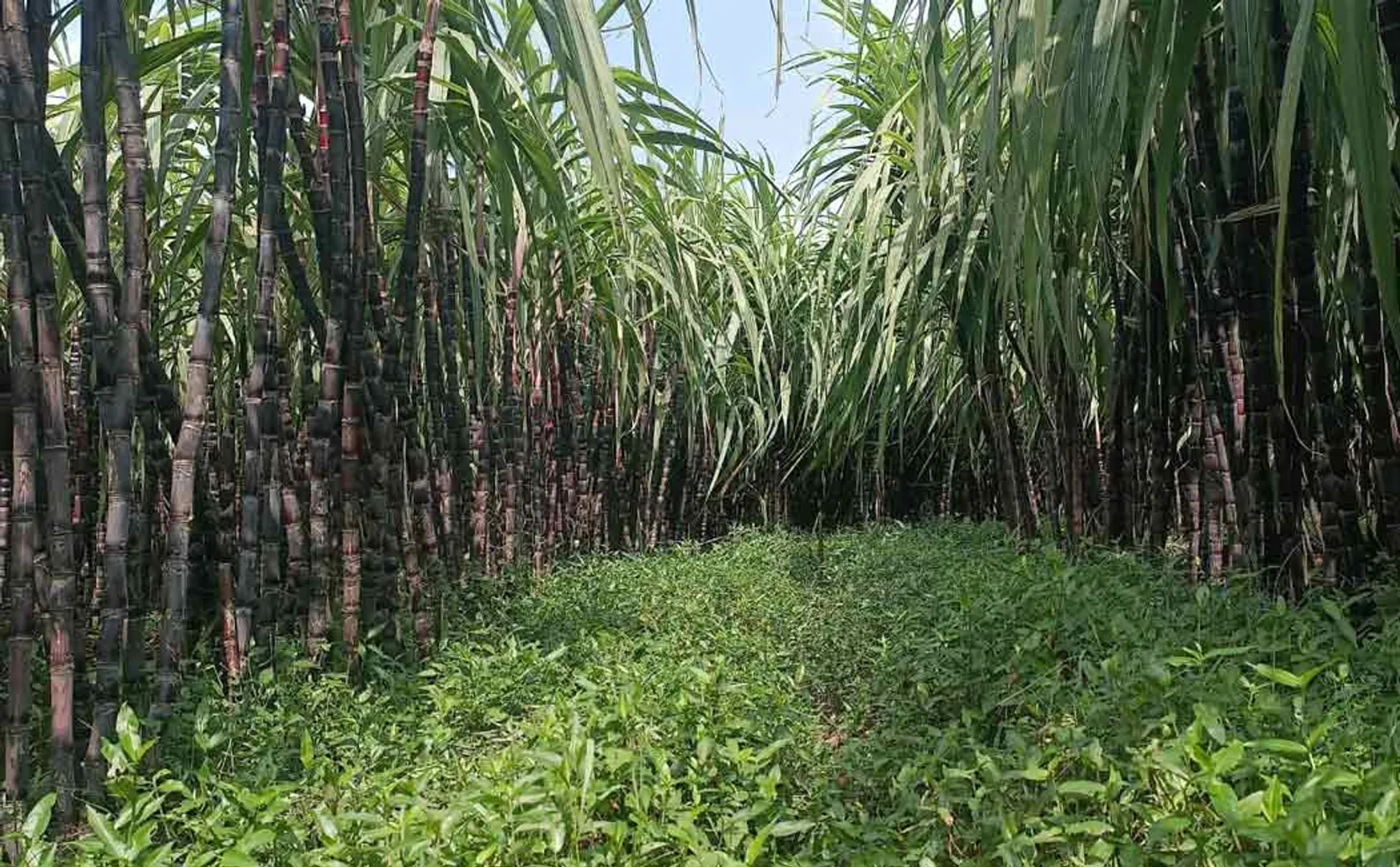 Farmers are happy as govt has announced that it will purchase sugarcane at Rs.33
