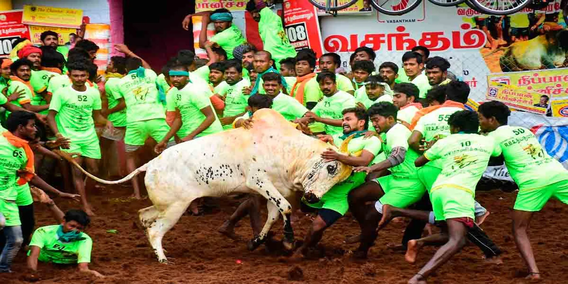  Madurai Jallikattu; 12,000 bulls and 4,000 cowherds are reserved