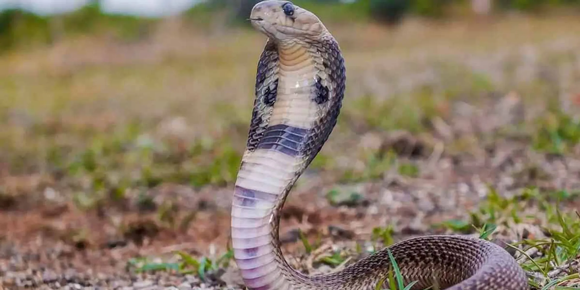 Nice snake that took a picture in the wood shop