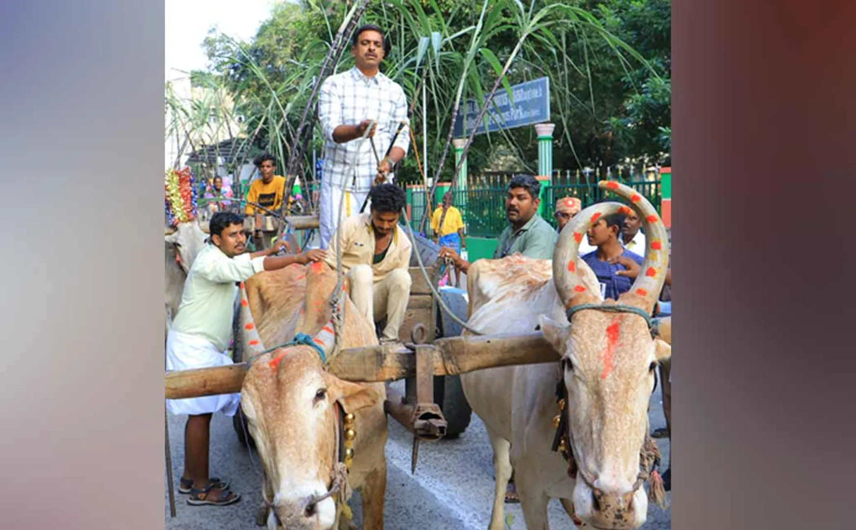 Vellore district collector with bullock cart during Pongal celebration