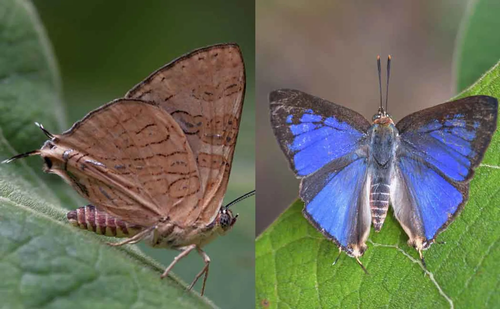 A new species of butterfly discovered in the Western Ghats