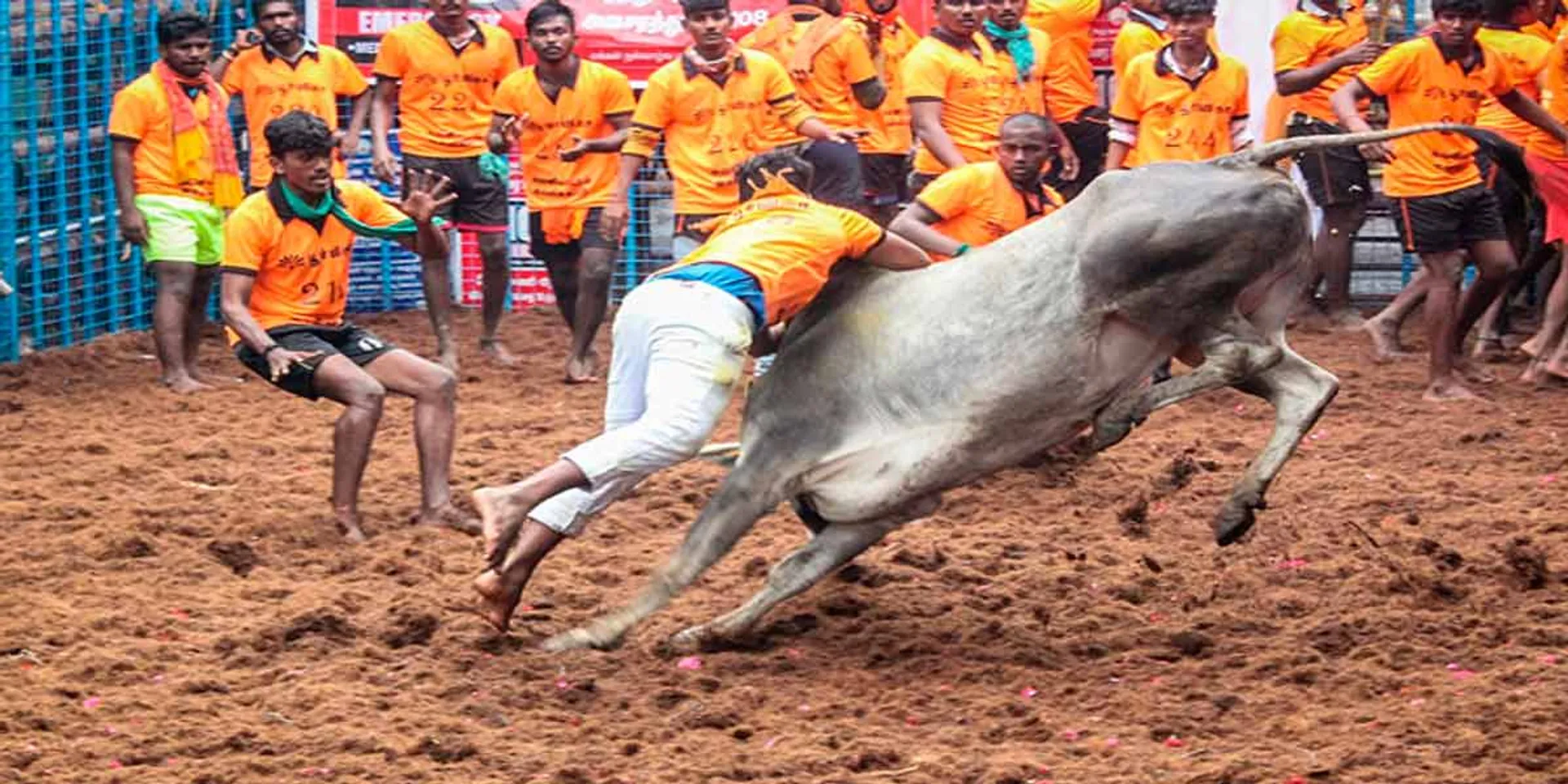 Avaniyapuram Jallikattu; 48 people were injured