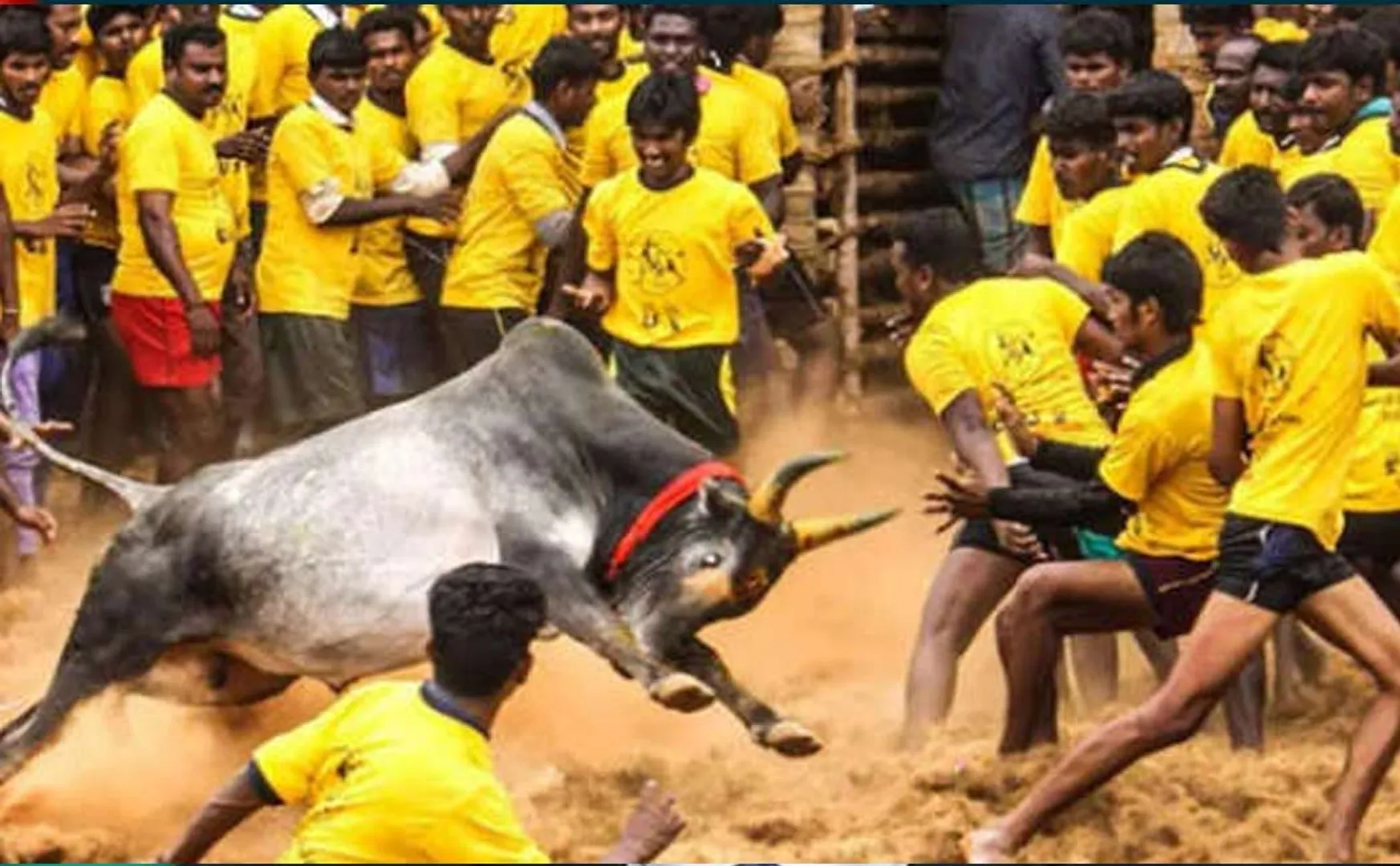 Jallikattu started... Bulls raging!