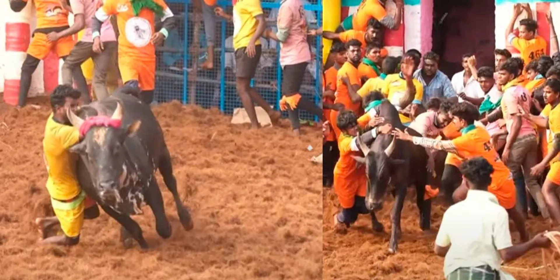 Palamedu Jallikattu completion