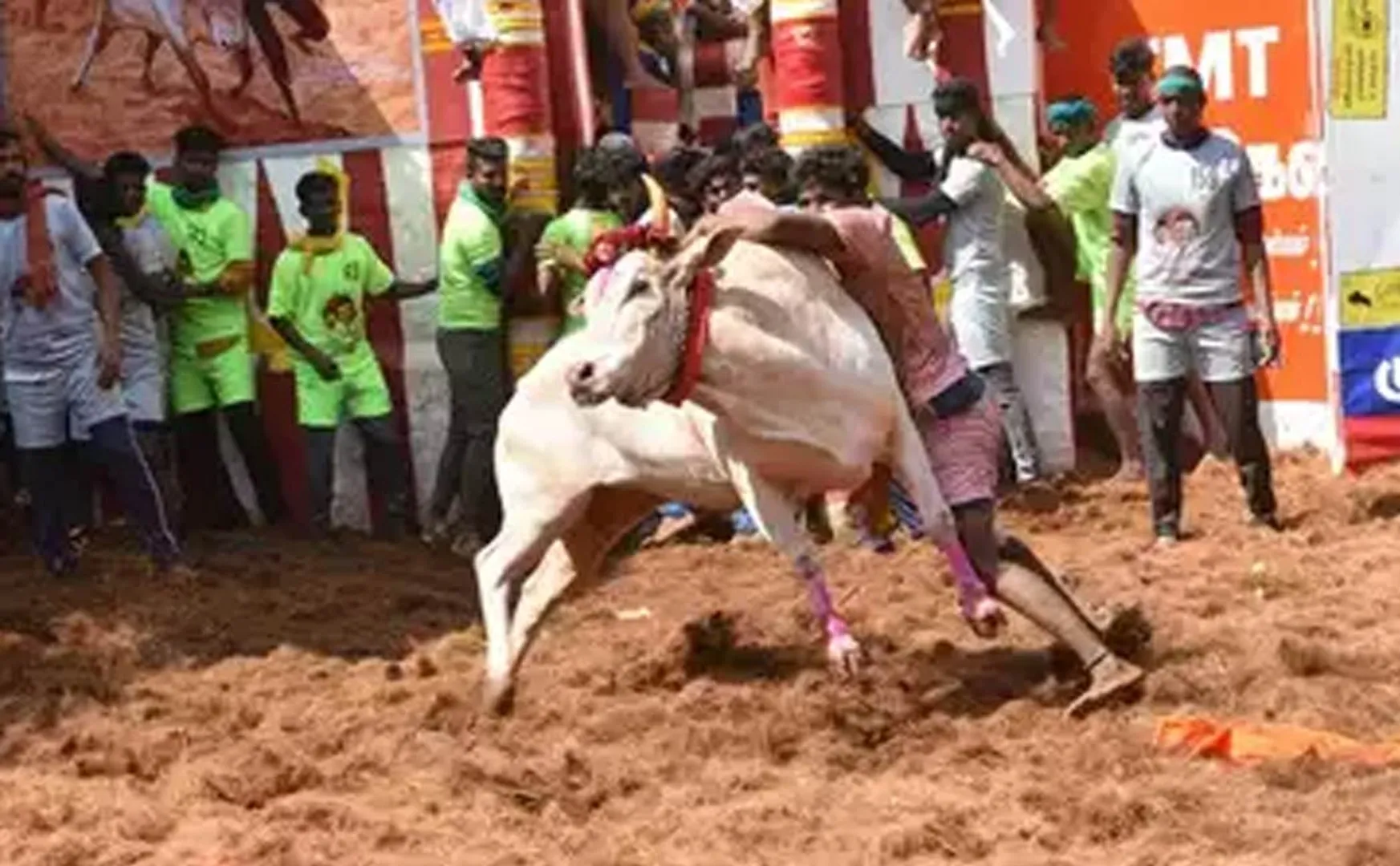 Alankanallur jallikattu started