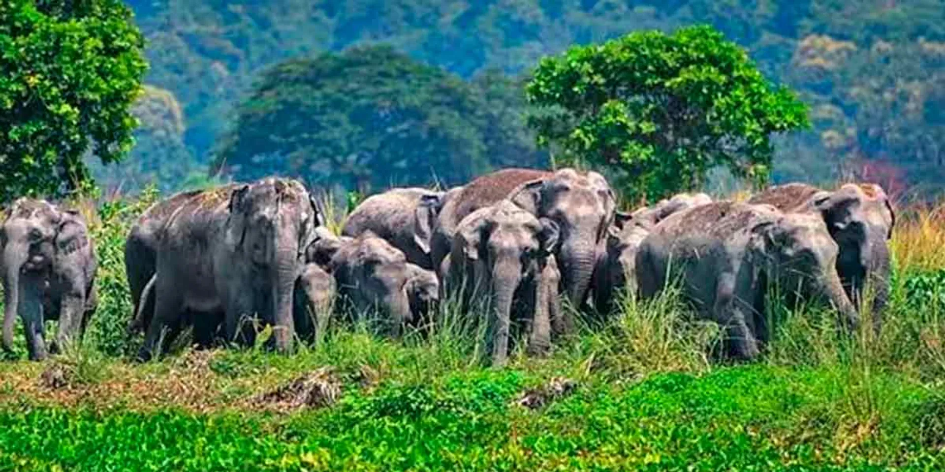 Elephants invading after harvesting; Forest department alert