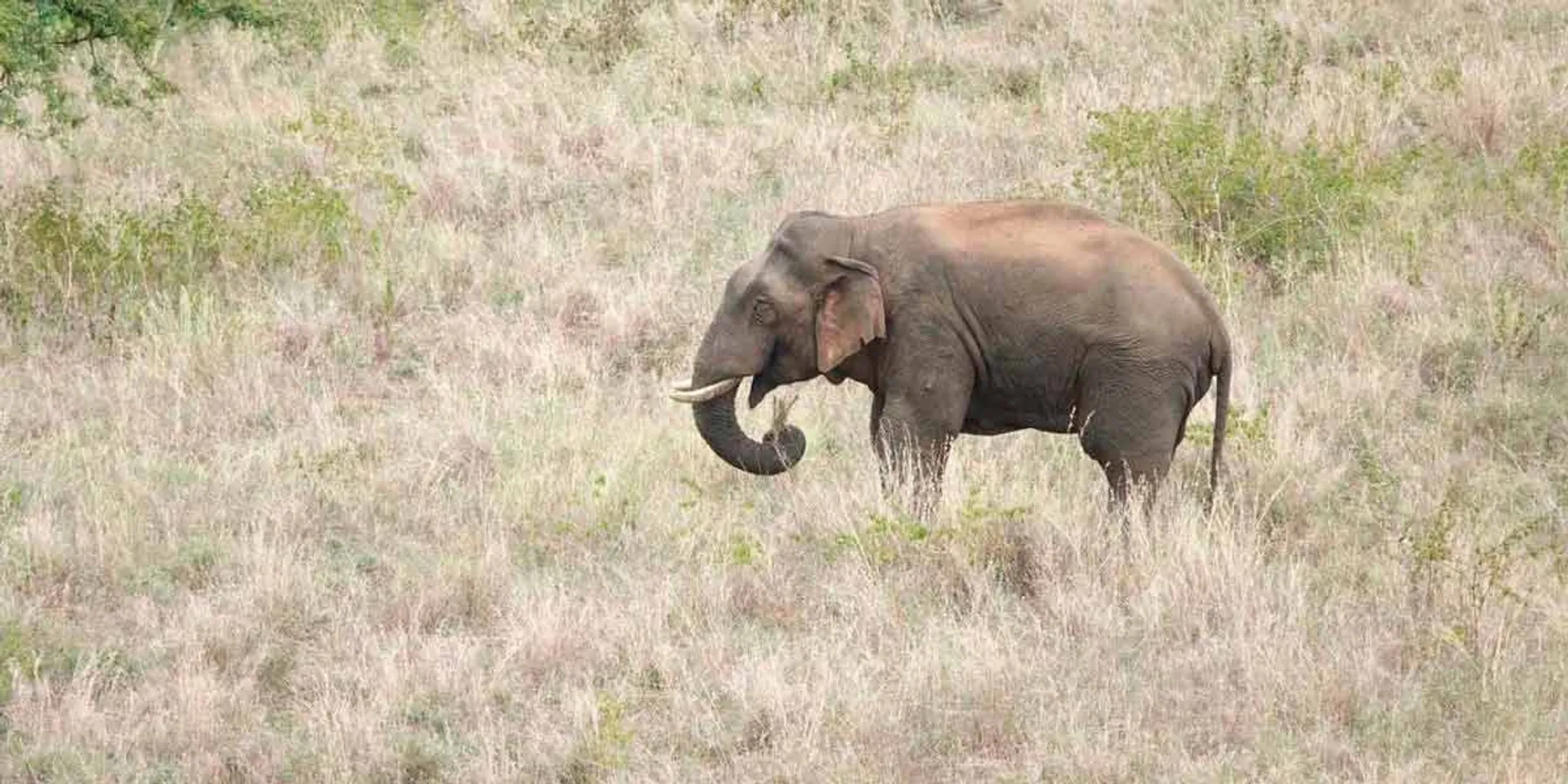 Elderly couple loss their live after being attacked by a wild elephant