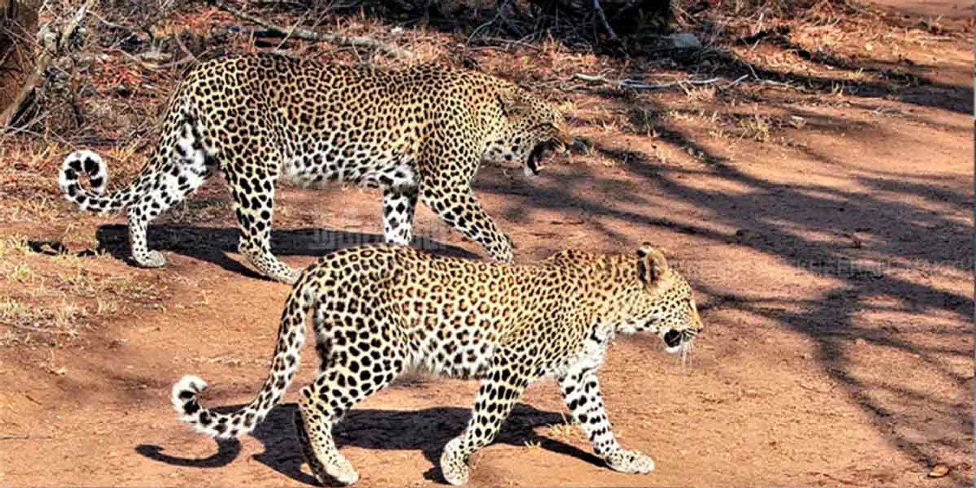 People panic because of 2 leopards roaming along the road