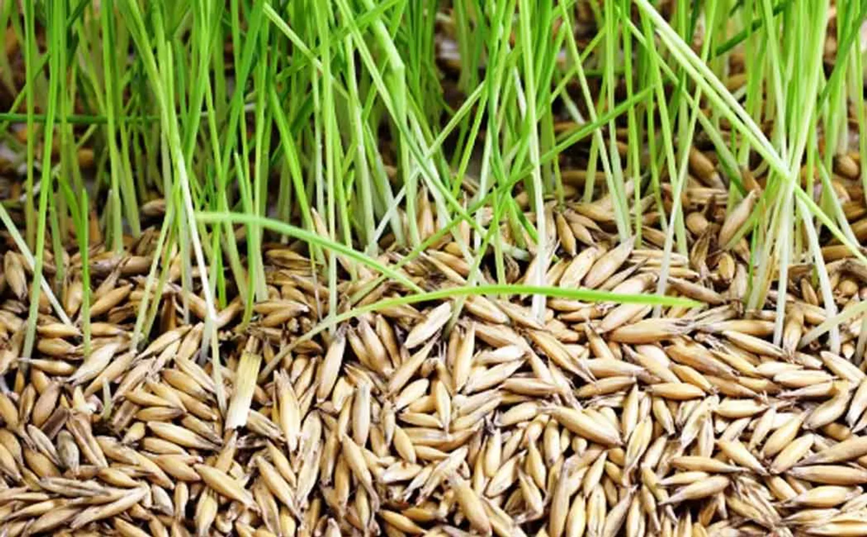 Farmers who were deceived by buying rice seeds from private individuals 