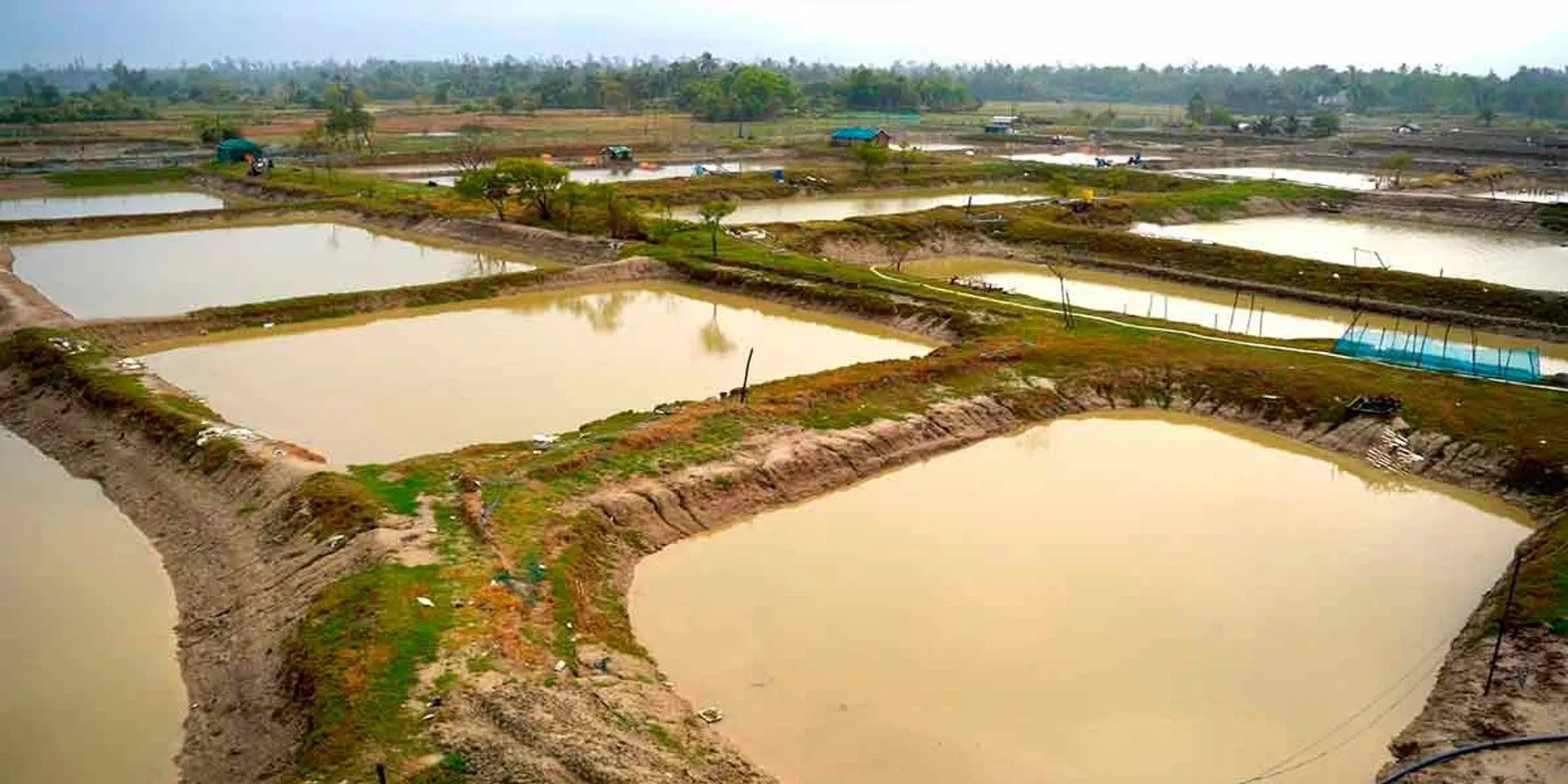 Check for 134 shrimp farms; The court gave 6 weeks time