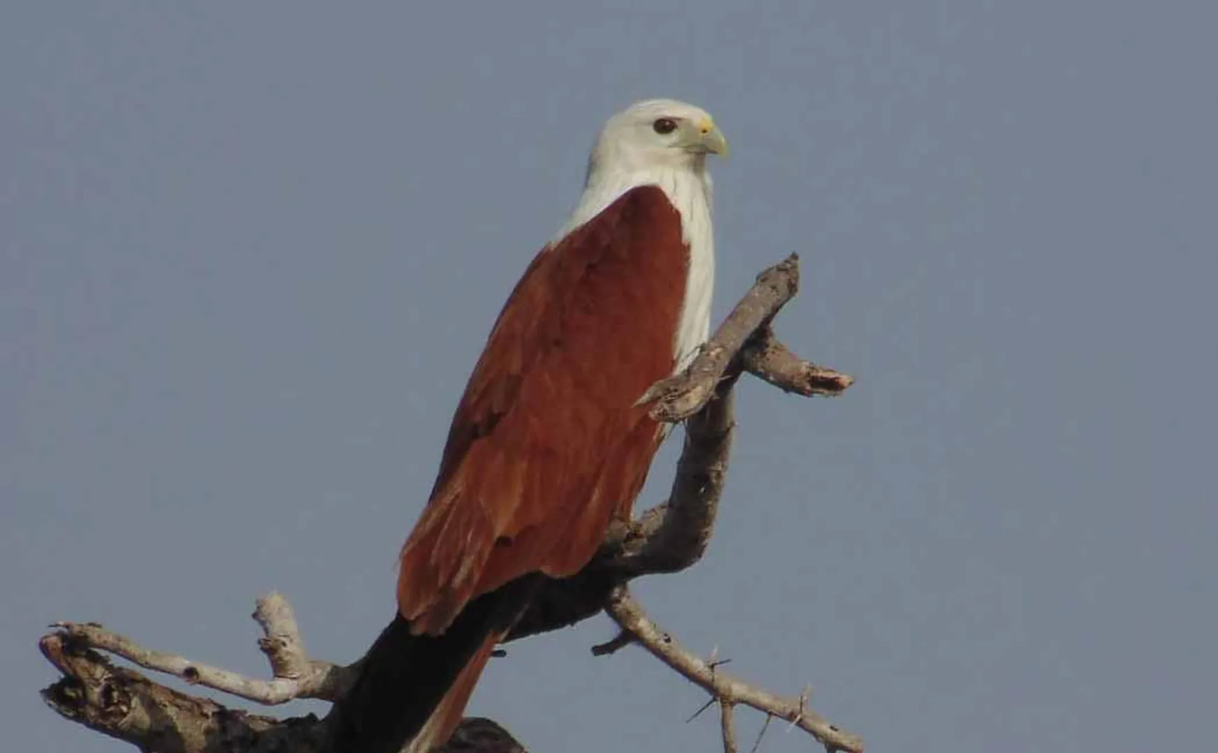 Pudukottai has 82 bird species