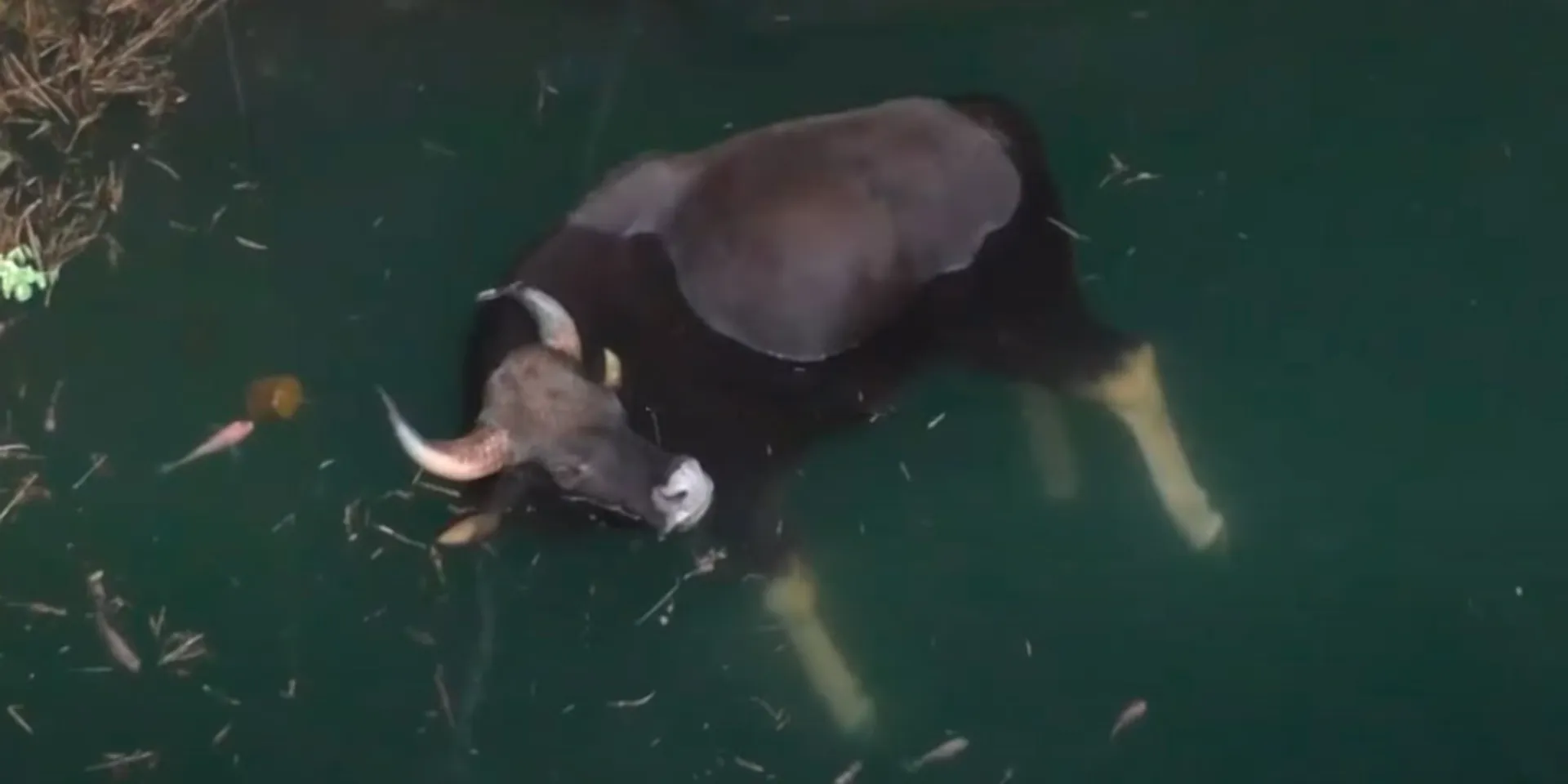 An aggressive bison fell into a well; The forest department fought and saved