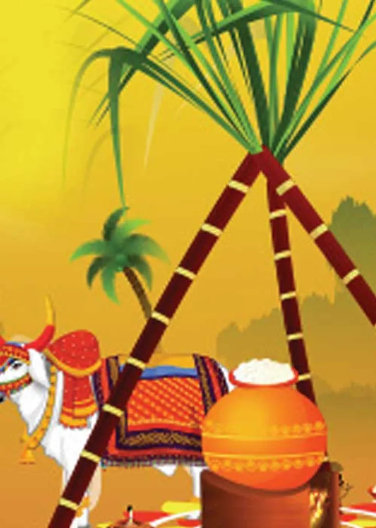 /idhalgal/om/pongal-festival-celebrating-sunday-r-mahalakshmi