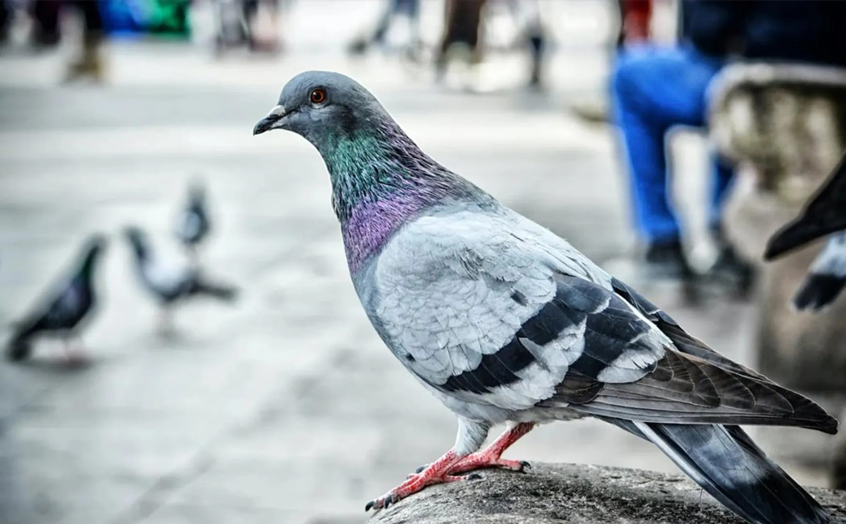 Pigeon arrested for spying and Released after 8 months