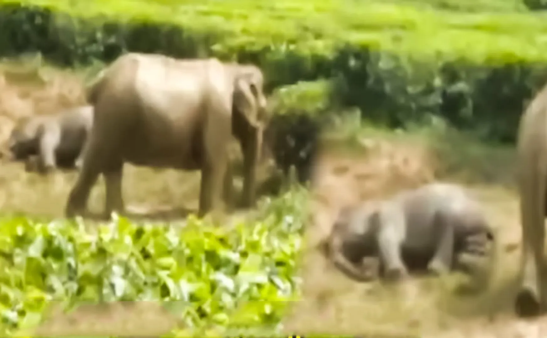  mother elephant stood as a protective tower for the baby elephant to sleep