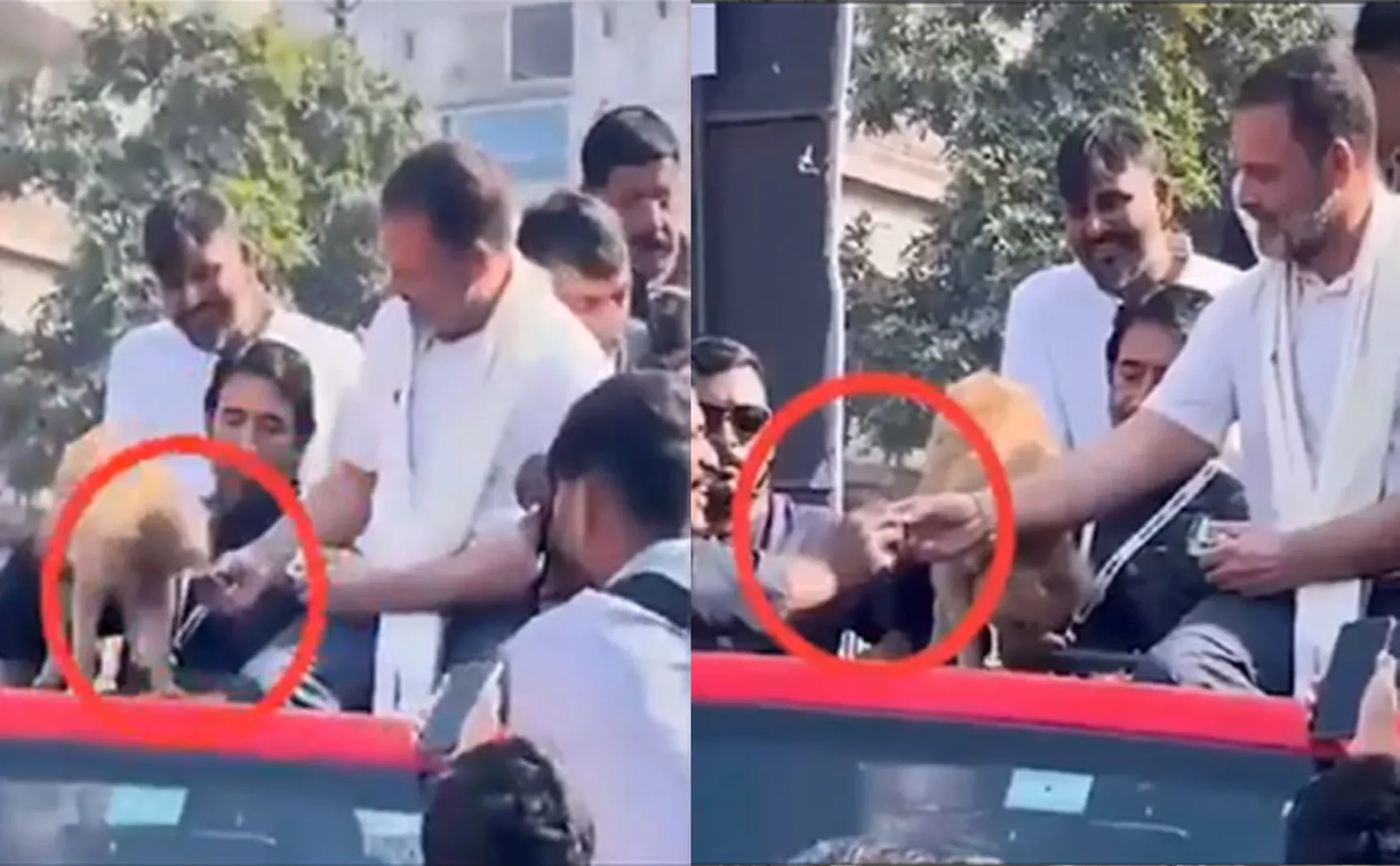 Rahul Gandhi caught in controversy for Same biscuit for dog and supporter
