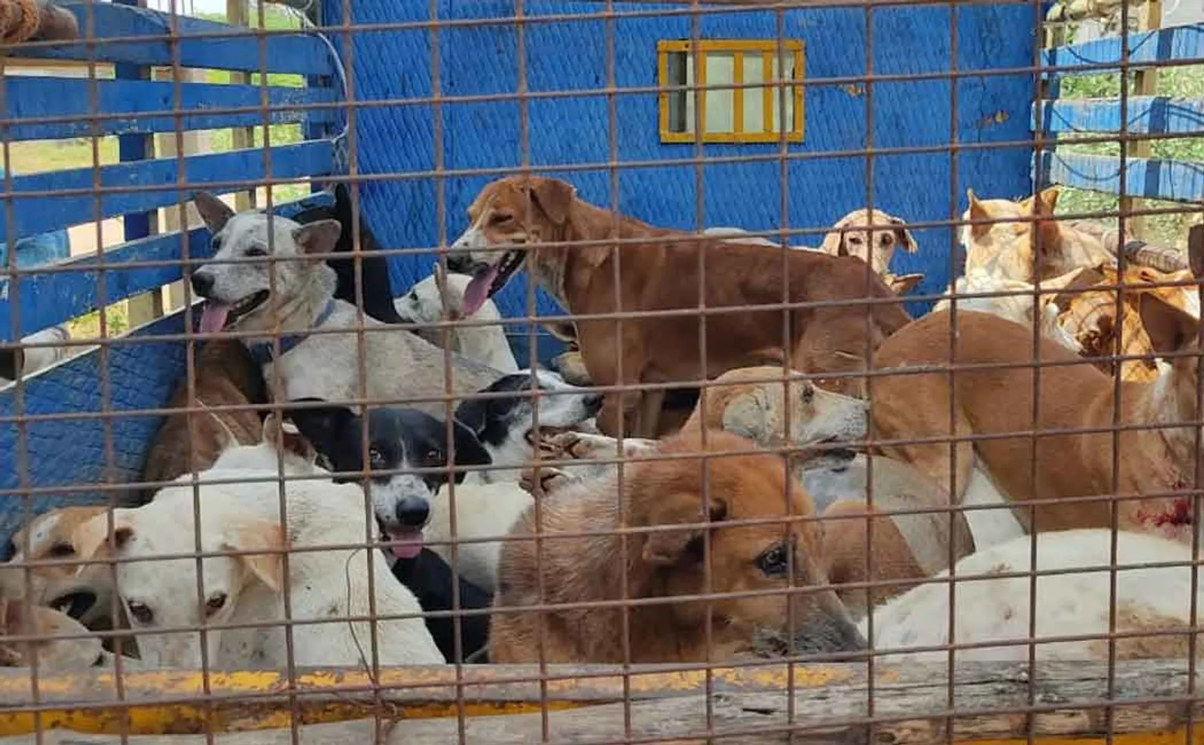 17 people were bitten by dogs in Pudukkottai  municipal administration caught 50 dogs