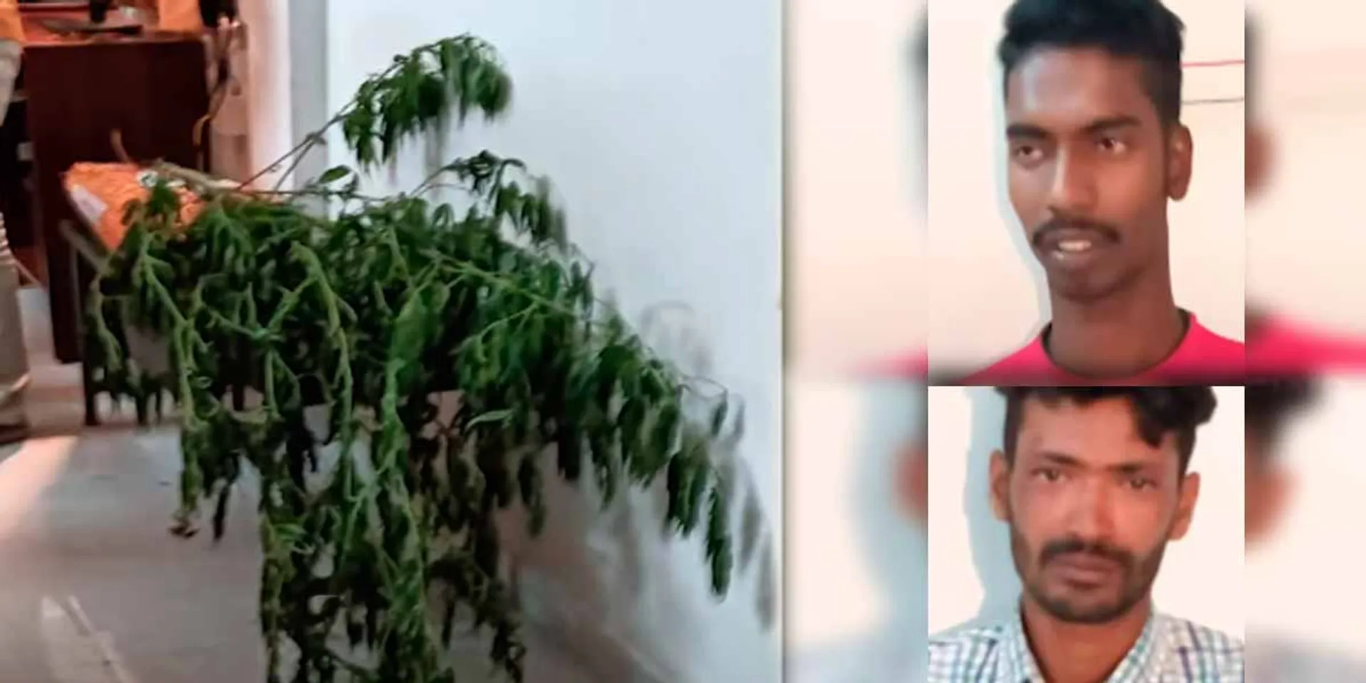 Cannabis Plant in Tirupur Poultry Farm; Arrest of North State youths