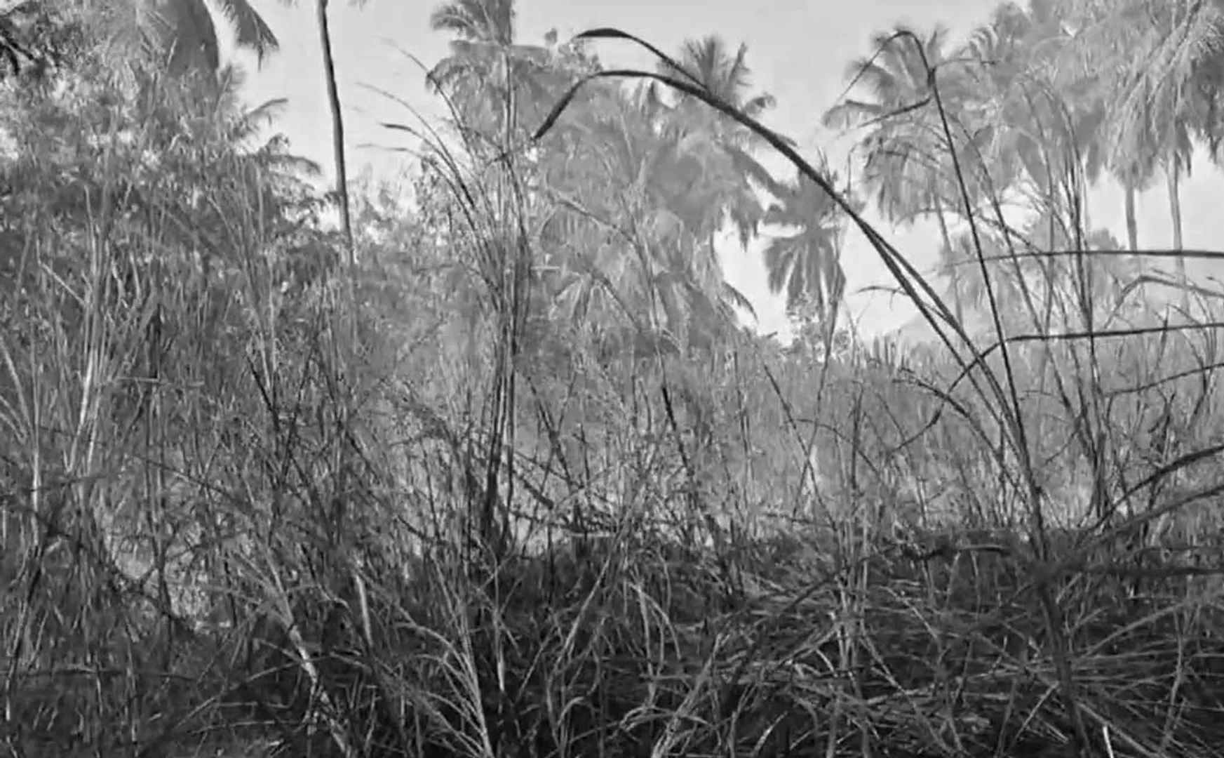 3 acres of sugarcane crop which was ready for harvest was destroyed by fire