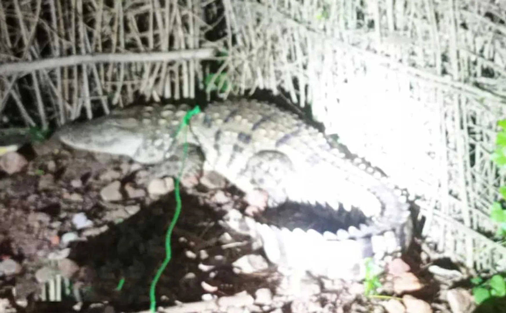  crocodile entered a house near Chidambaram