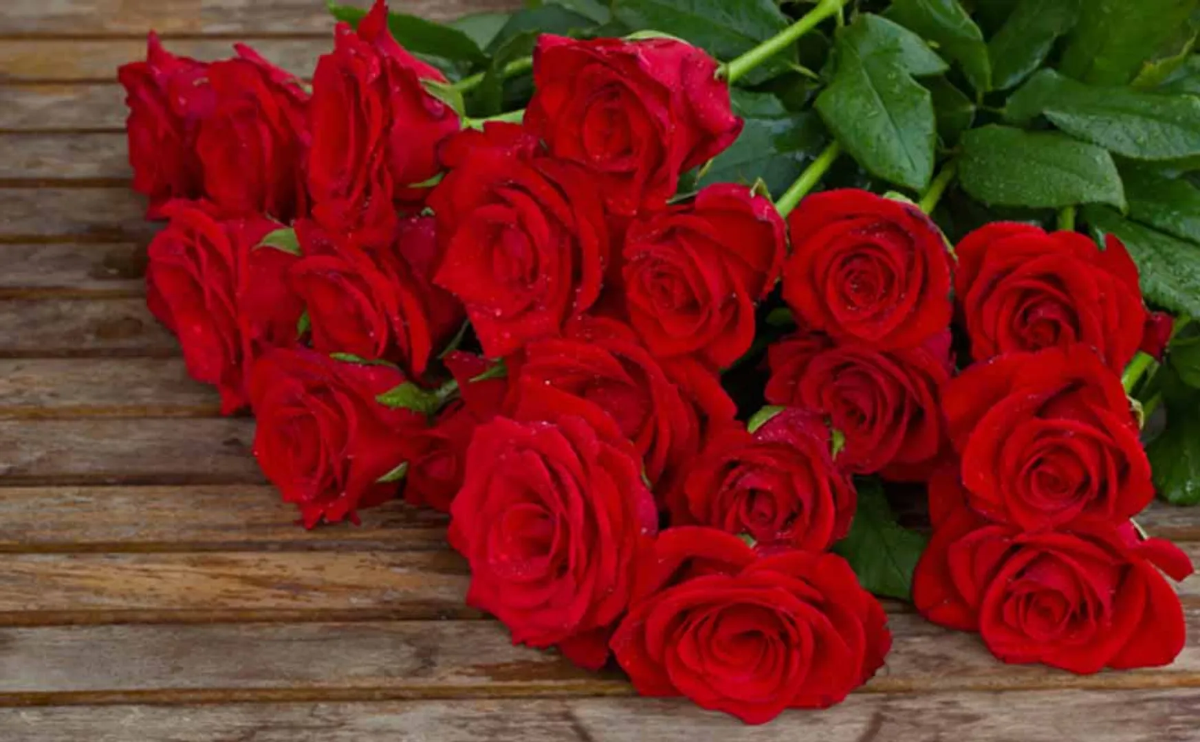 Ahead of Valentine's Day, rose prices increase