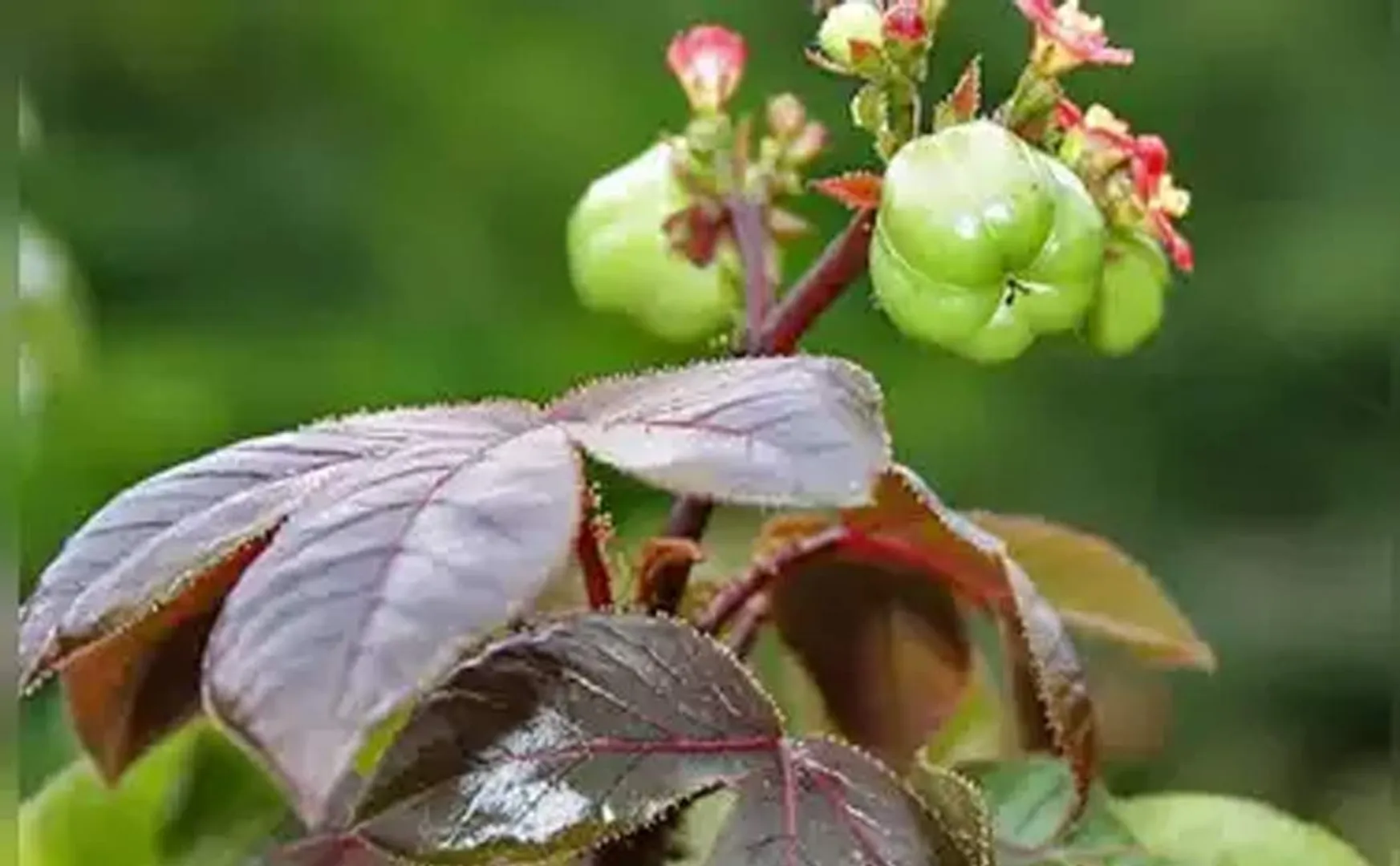 Government hospital treats students who ate castor beans