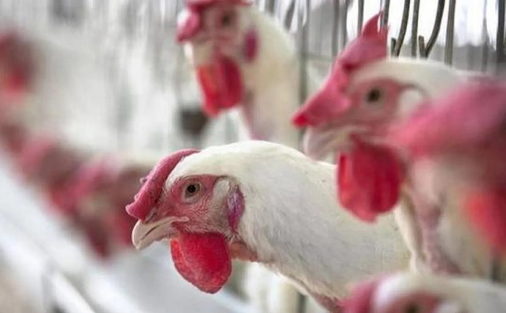 Ban on chicken shops for 3 months in andhra