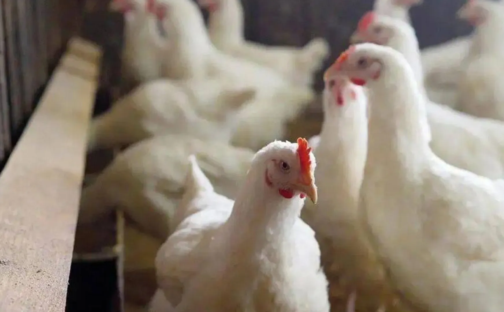 Bird flu alert for 5 districts!