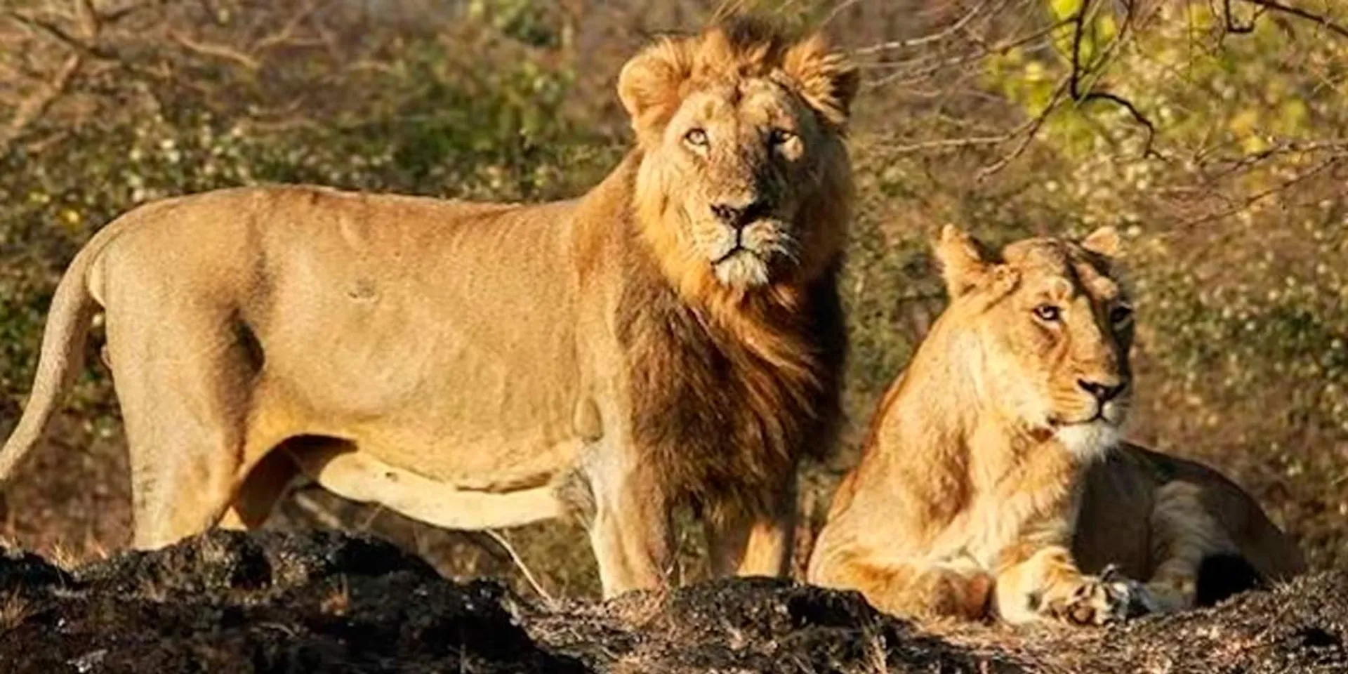  "Change the name of the lions...." -Judgment in a strange case