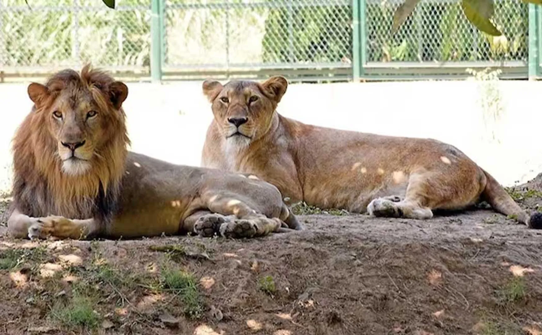 Tripura Govt action against named officer on Akbar, Sita lions Controversy