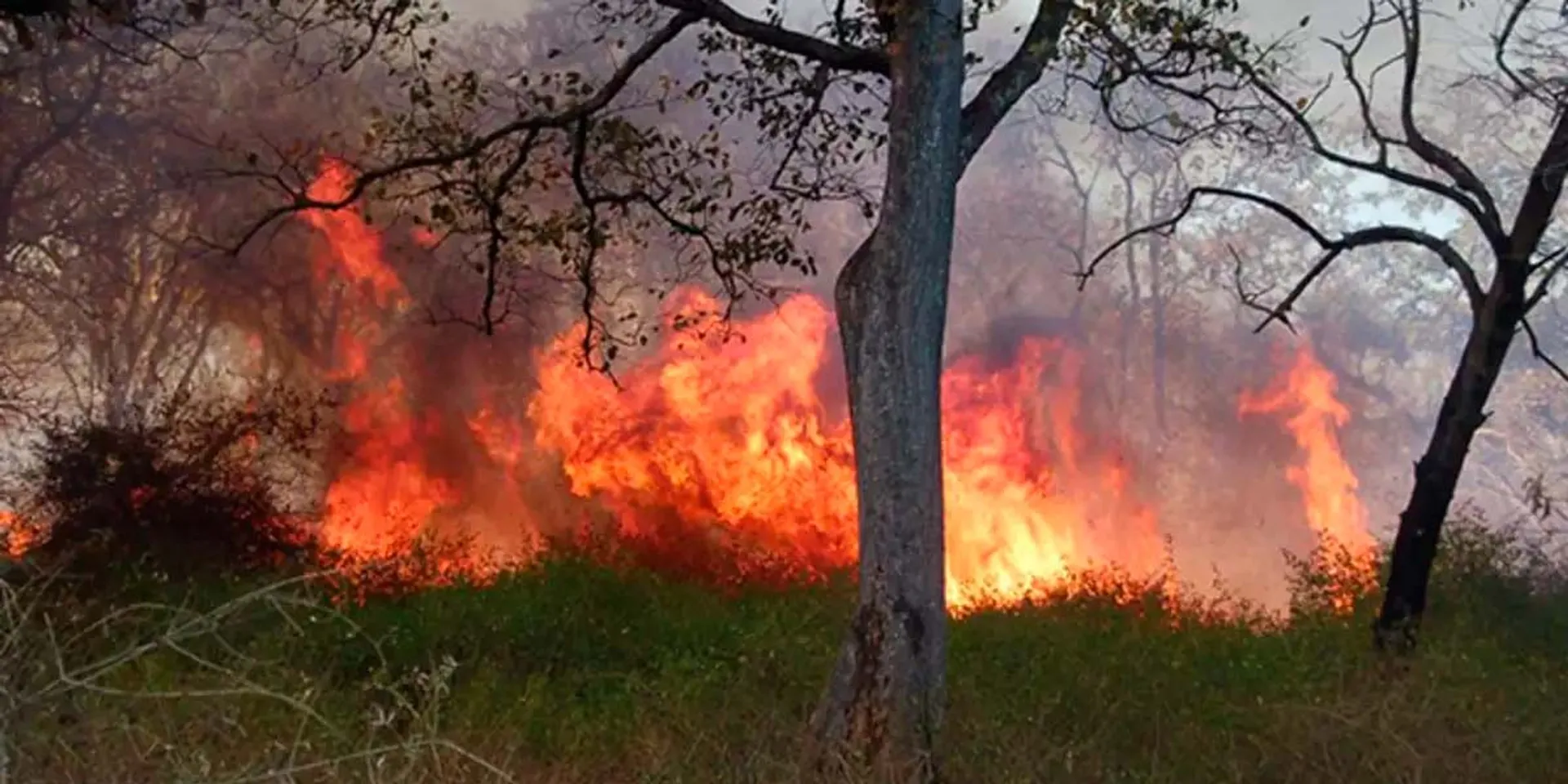 'Forest Fire' in Kodaikanal Hill