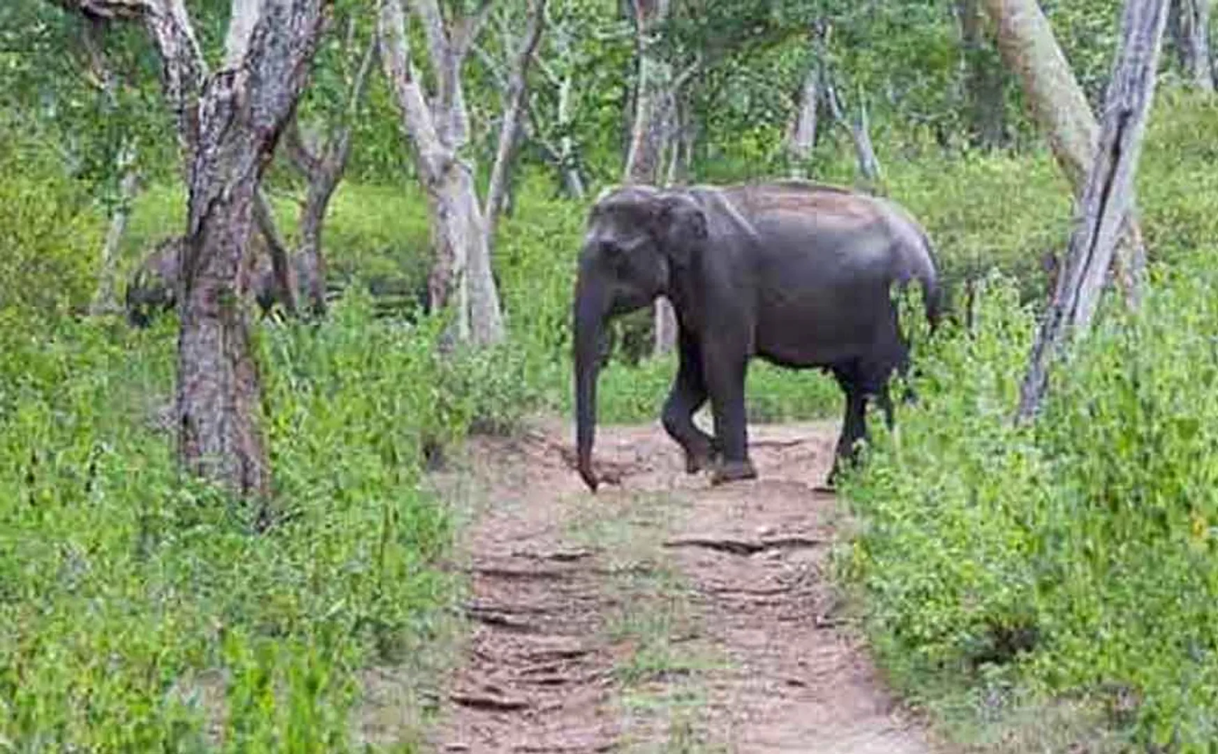  villagers staged a struggle against the forest department as the elephants continued to roar