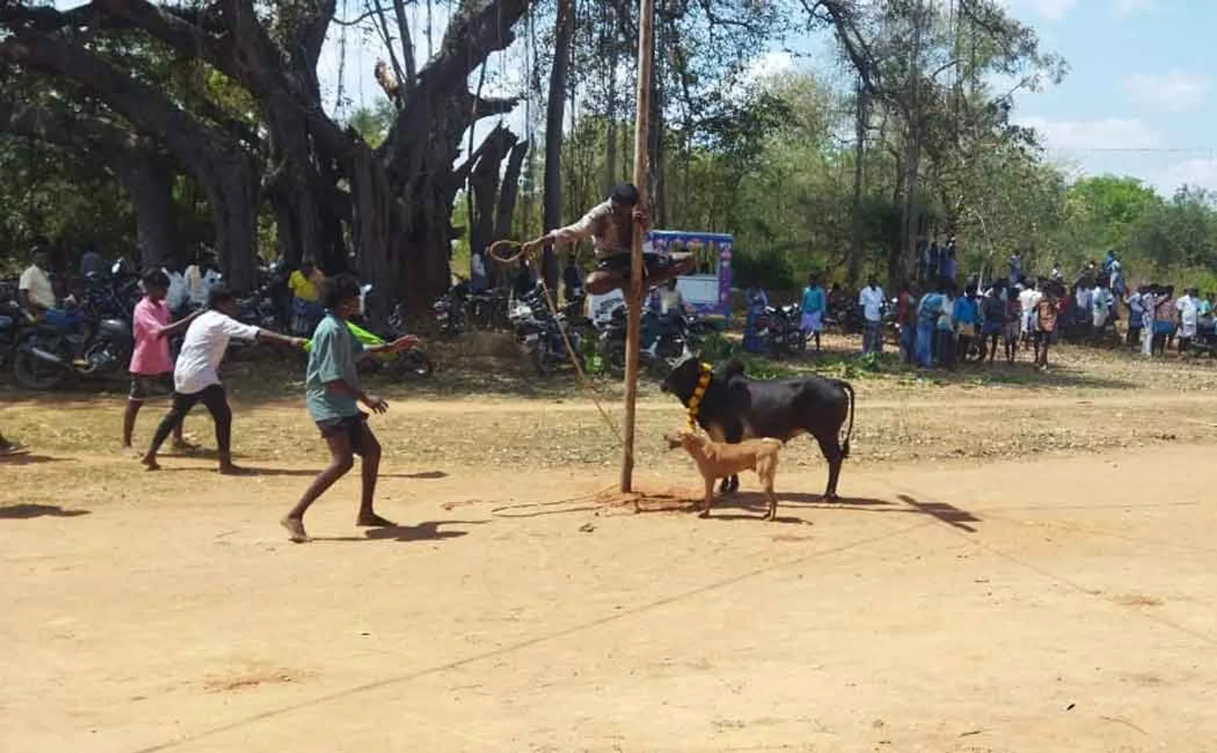 Case against 10 people who conducted Jallikattu without permission