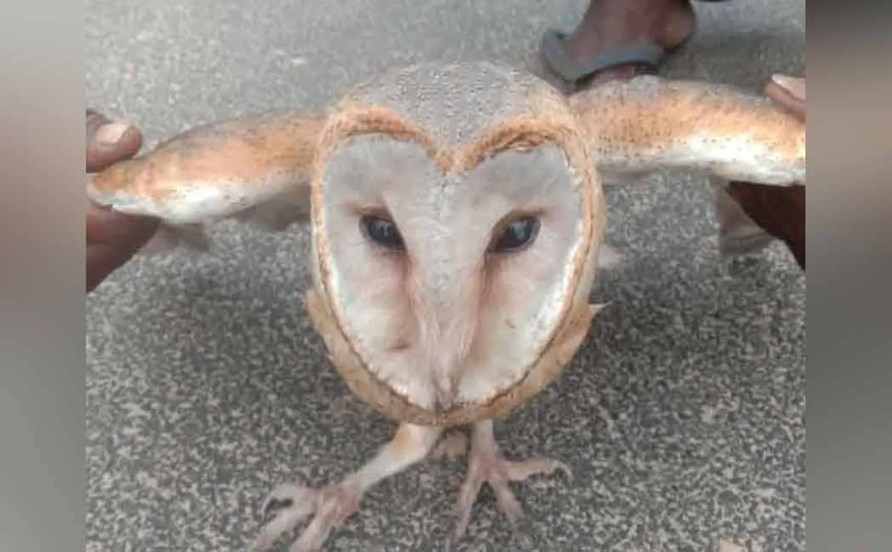 rare bird that came to Kanyakumari from abroad