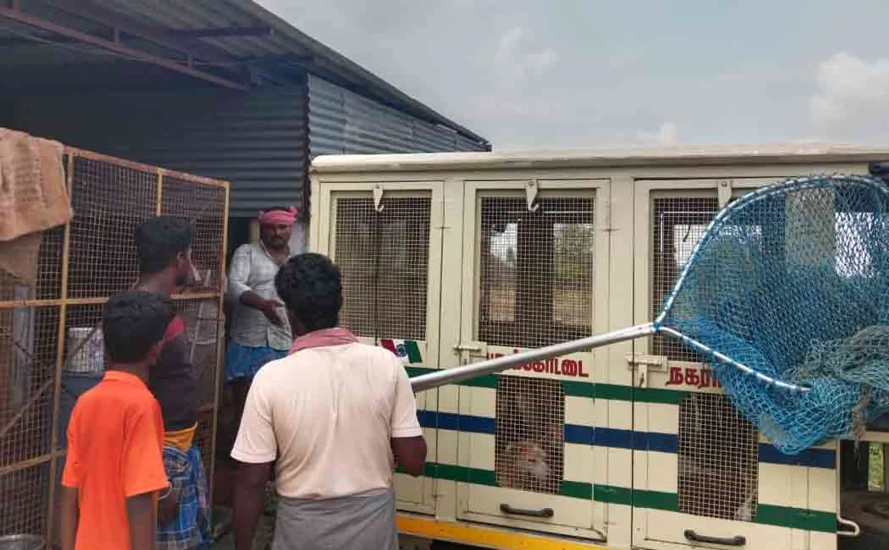 municipality caught stray dogs and handed them over to the shelter 
