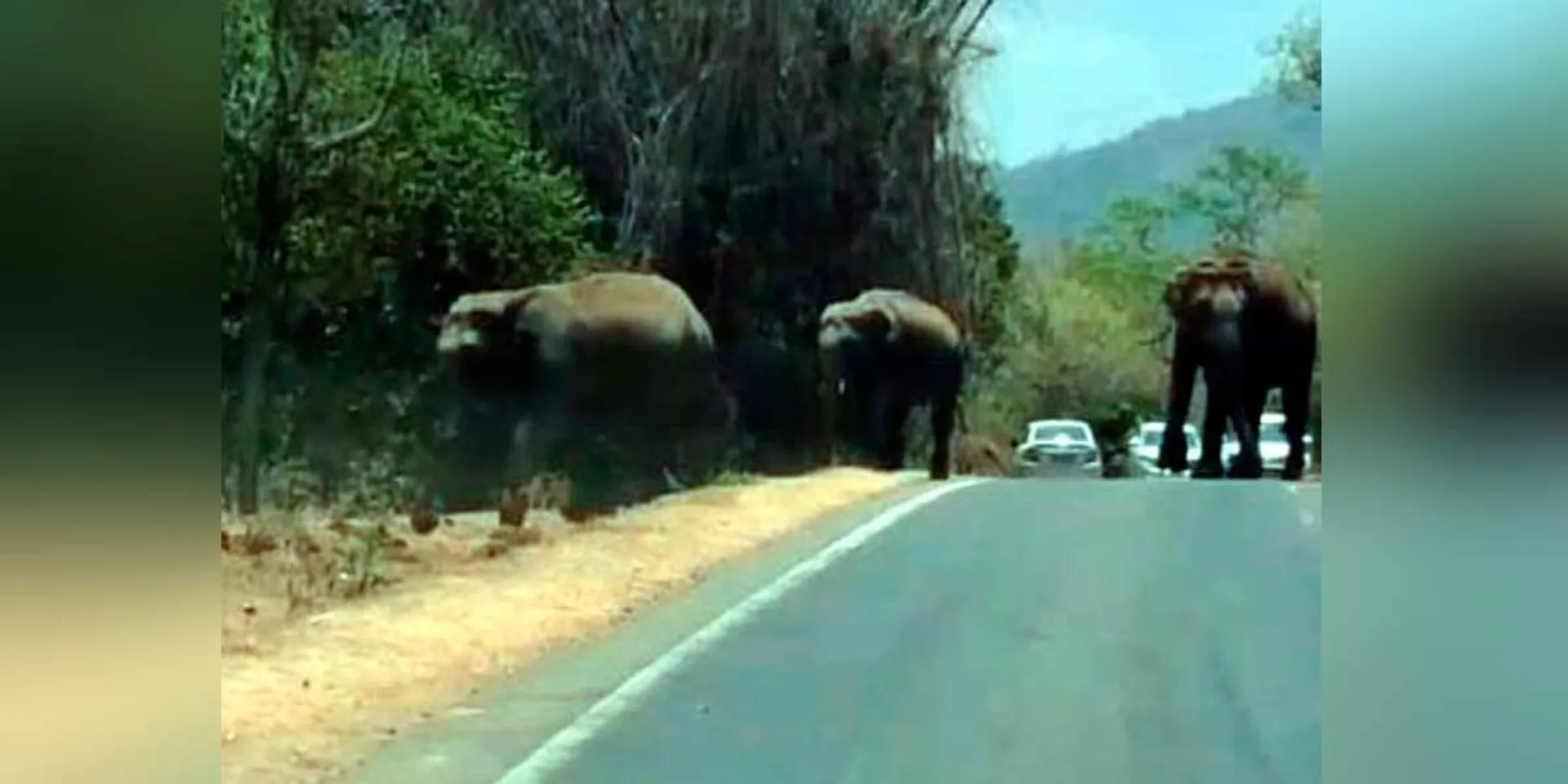 Herd of elephants wandering in search of water - forest department warns motorists