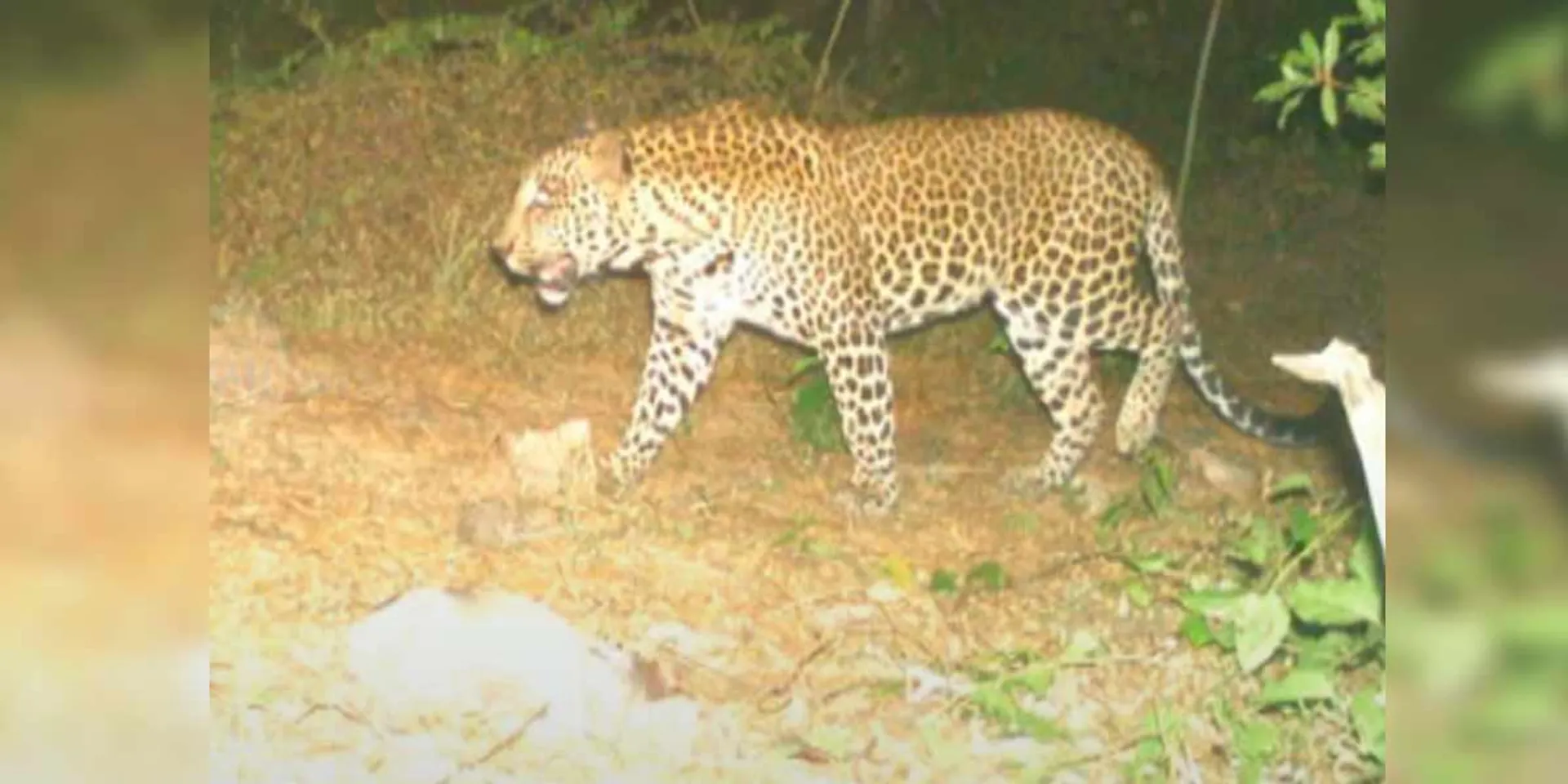 Ongoing manhunt; Photo of published leopard