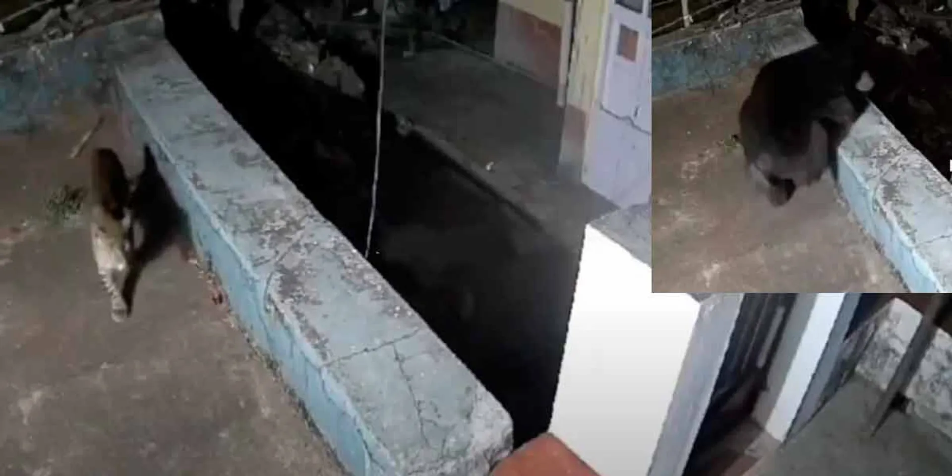 The leopard that first showed its head; The bear that came immediately; A viral video