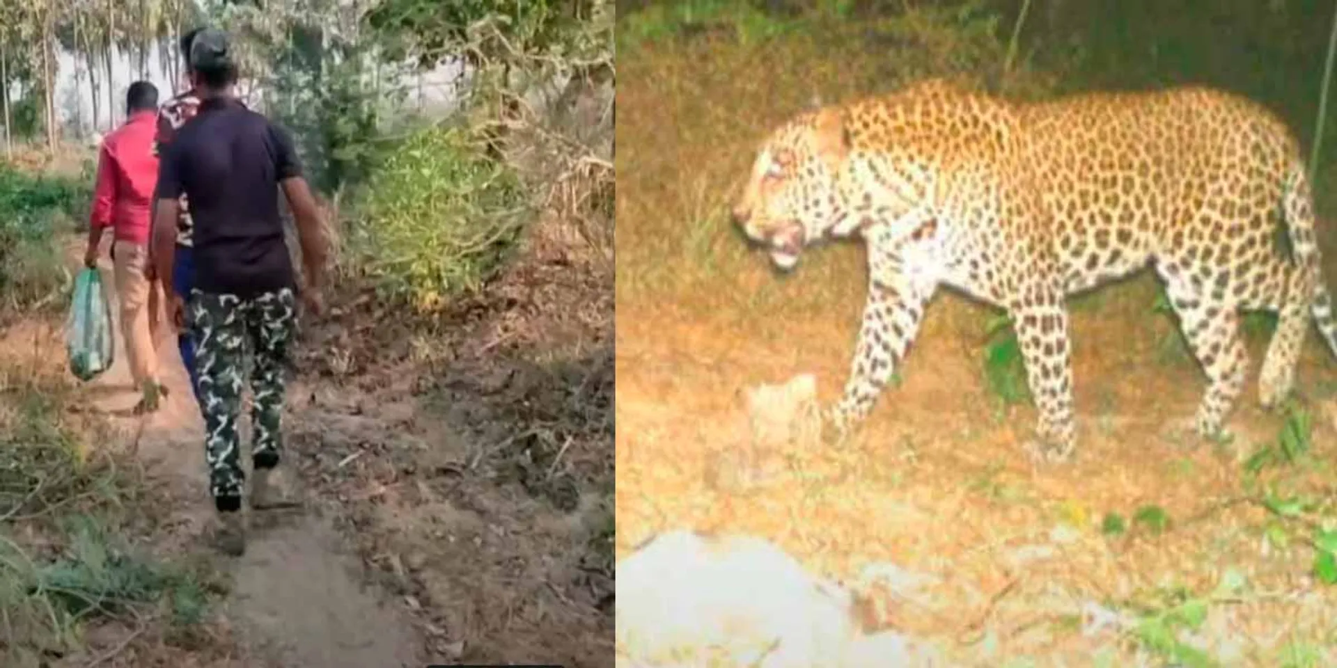Migratory Leopard; Bomman, Kalan who entered the field