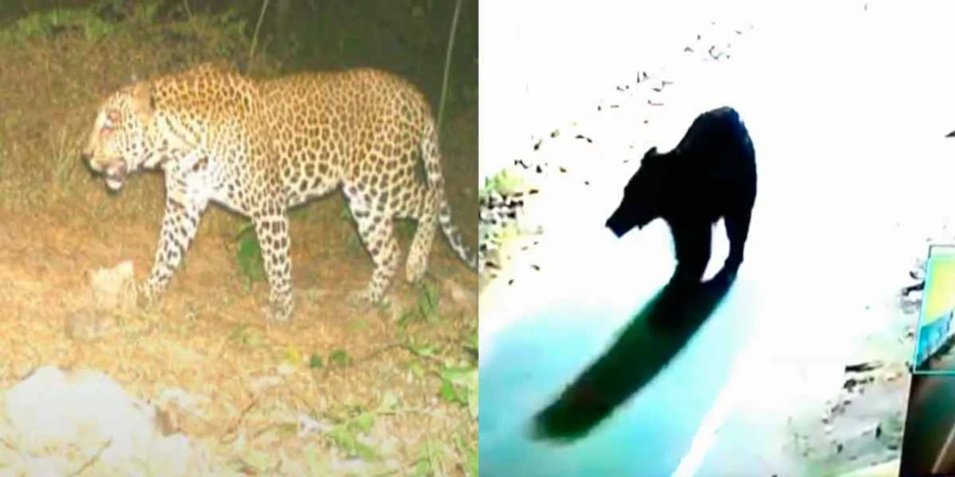 Leopard in Mayiladuthurai; Bear in Ambasamudra; Videos go viral