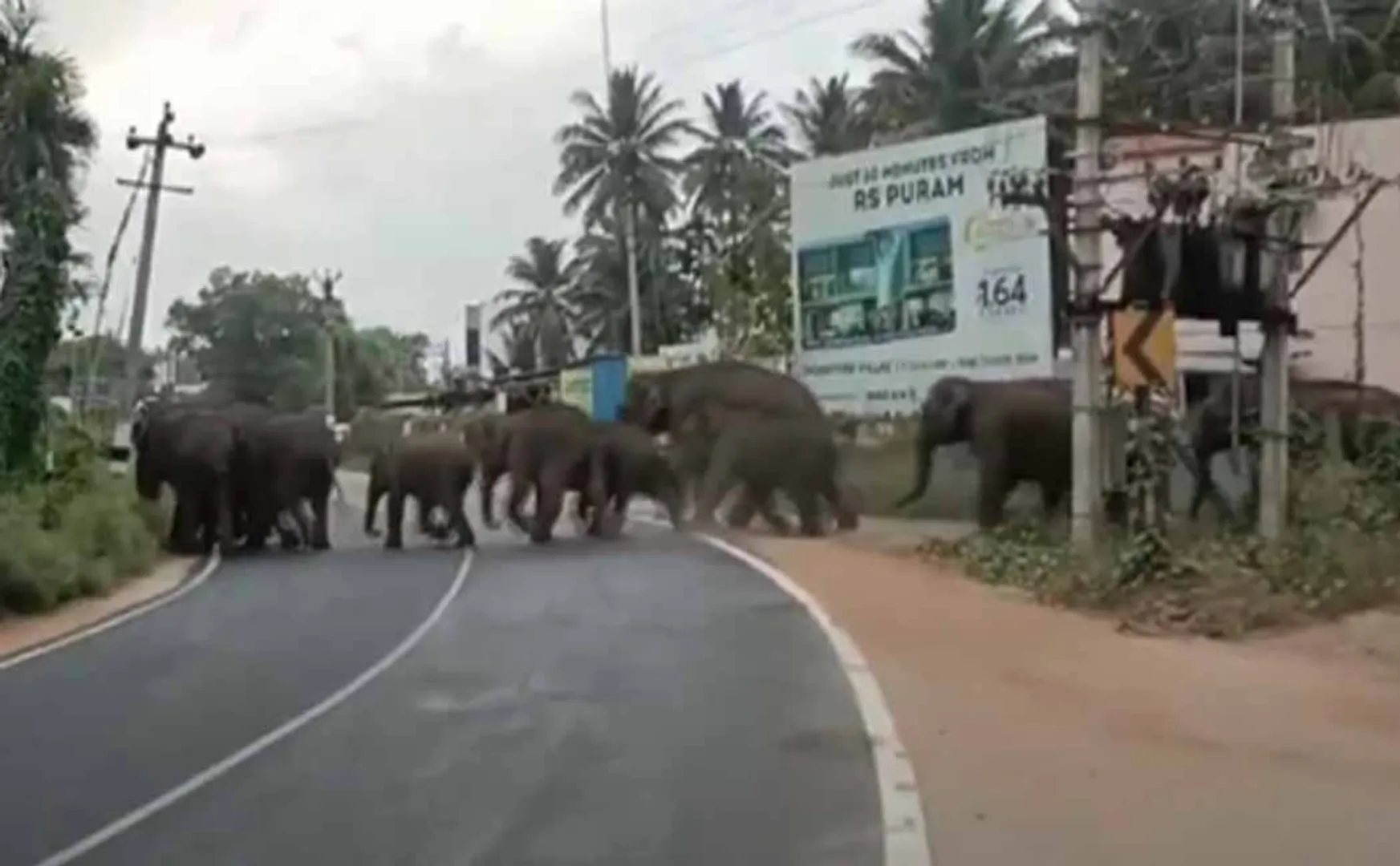 Coimbatore Thondamuthur elephant issue