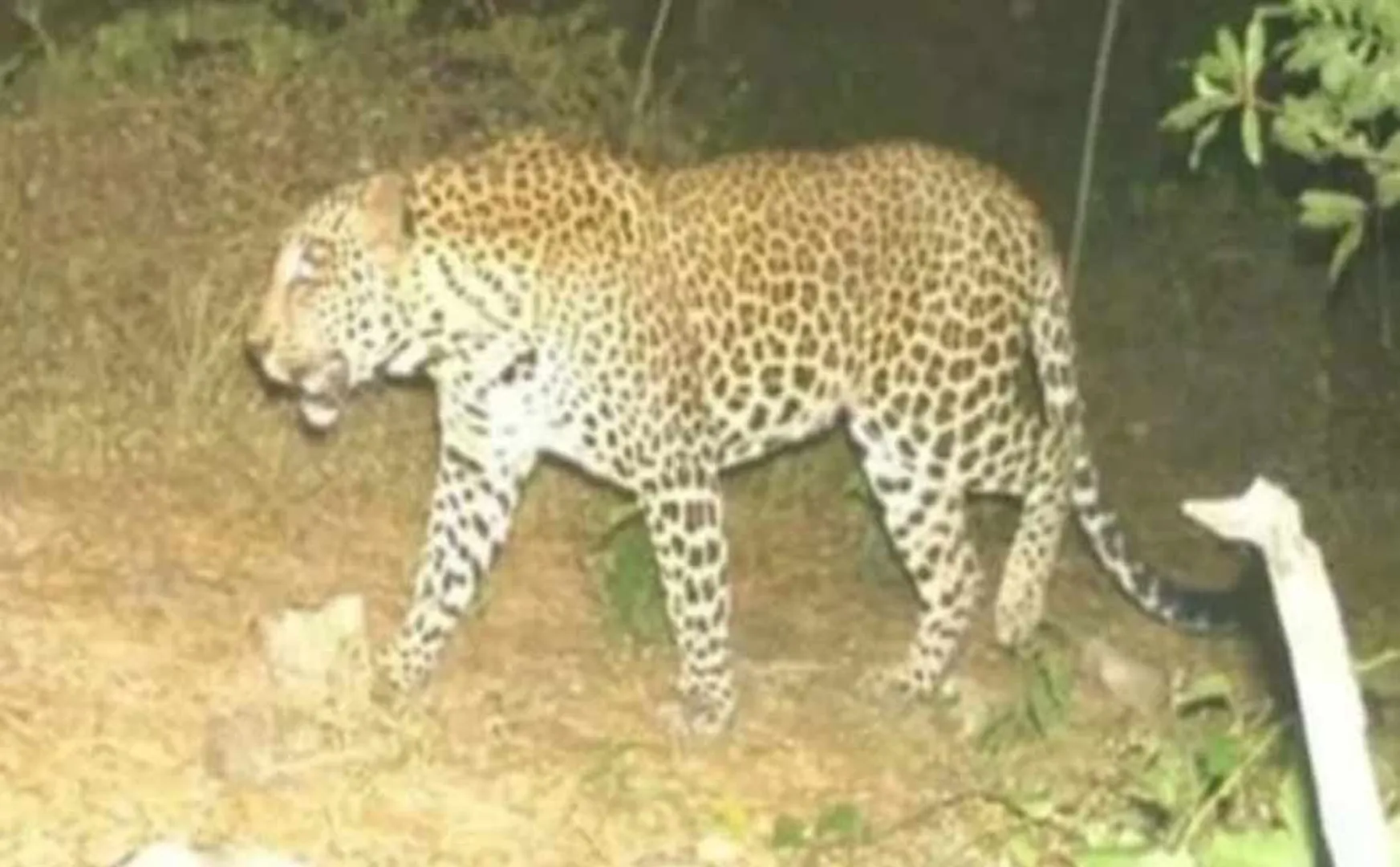 People are afraid because of movement of leopards in Ariyalur