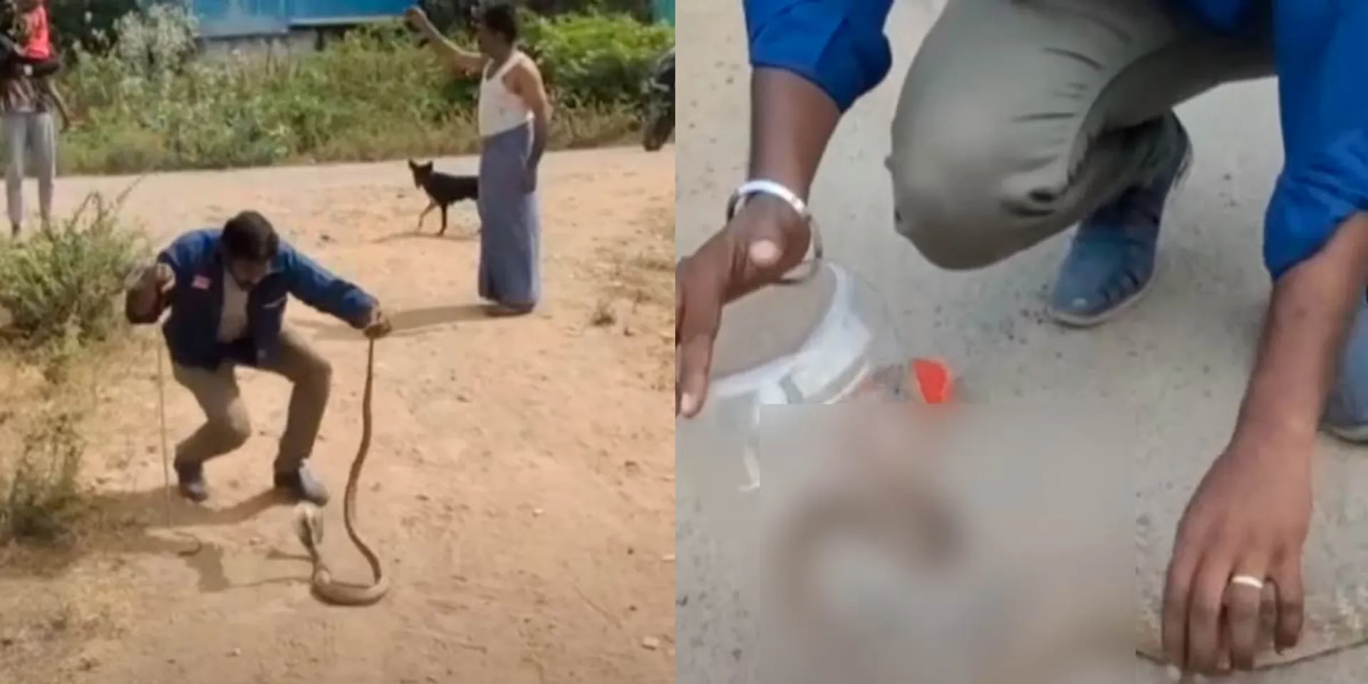 The snake that took the life; Tragedy befell the volunteer