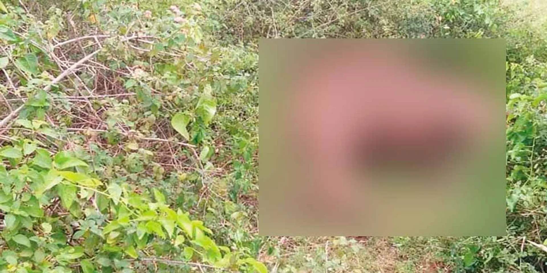 Forest department investigation 