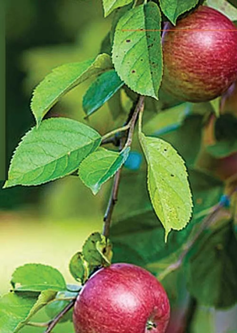 /idhalgal/eniya-utayam/apple-tree-leo-tolstoy-tamil-sura