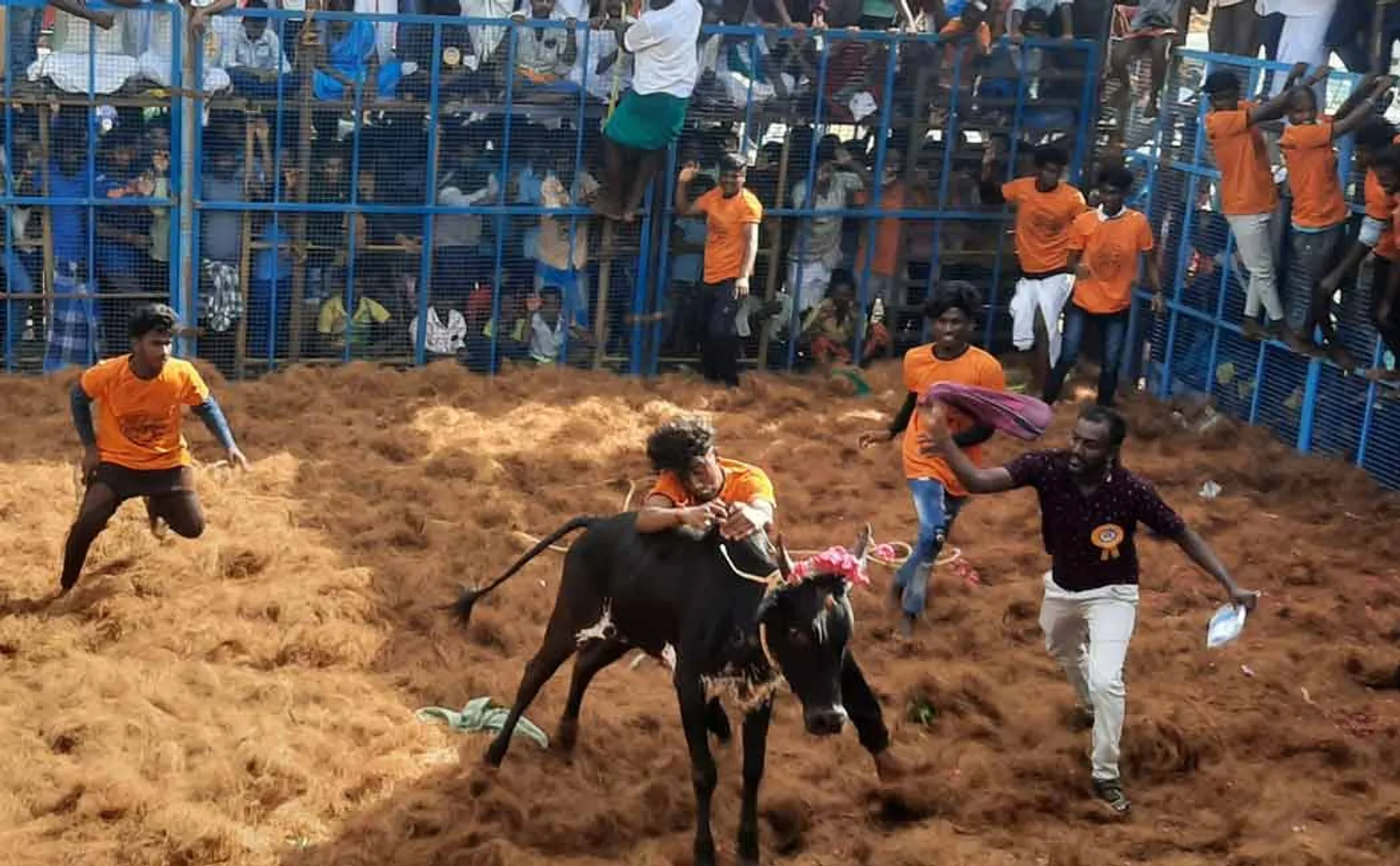 Jallikattu competition held in viralimalai which district of pudukottai