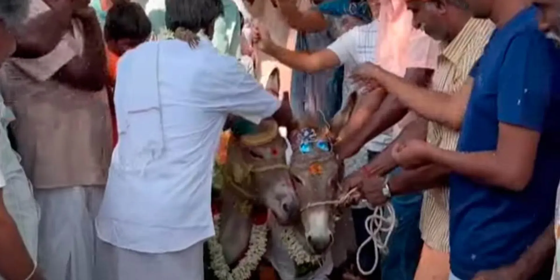 scorching summer sun; Villagers married to donkeys